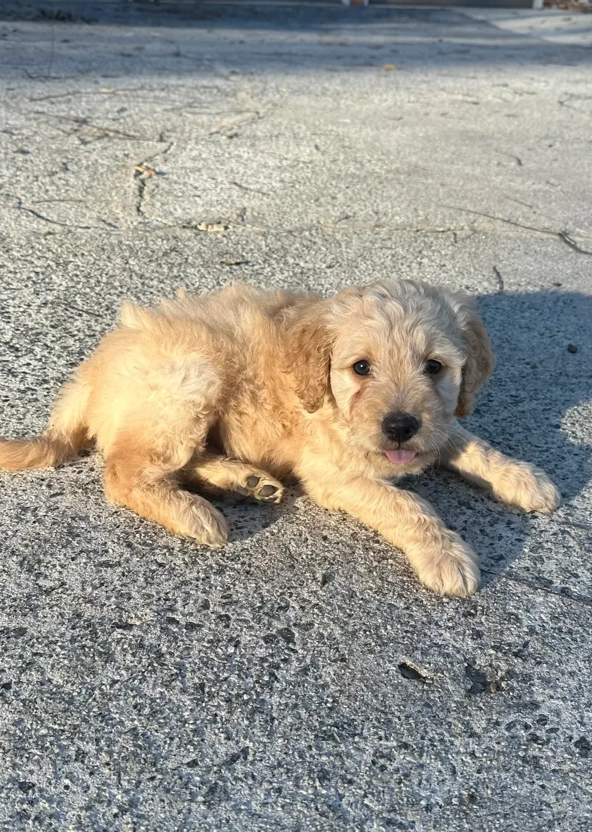 A small, light yellow puppy with curly fur lying on a cracked concrete surface outdoors.
