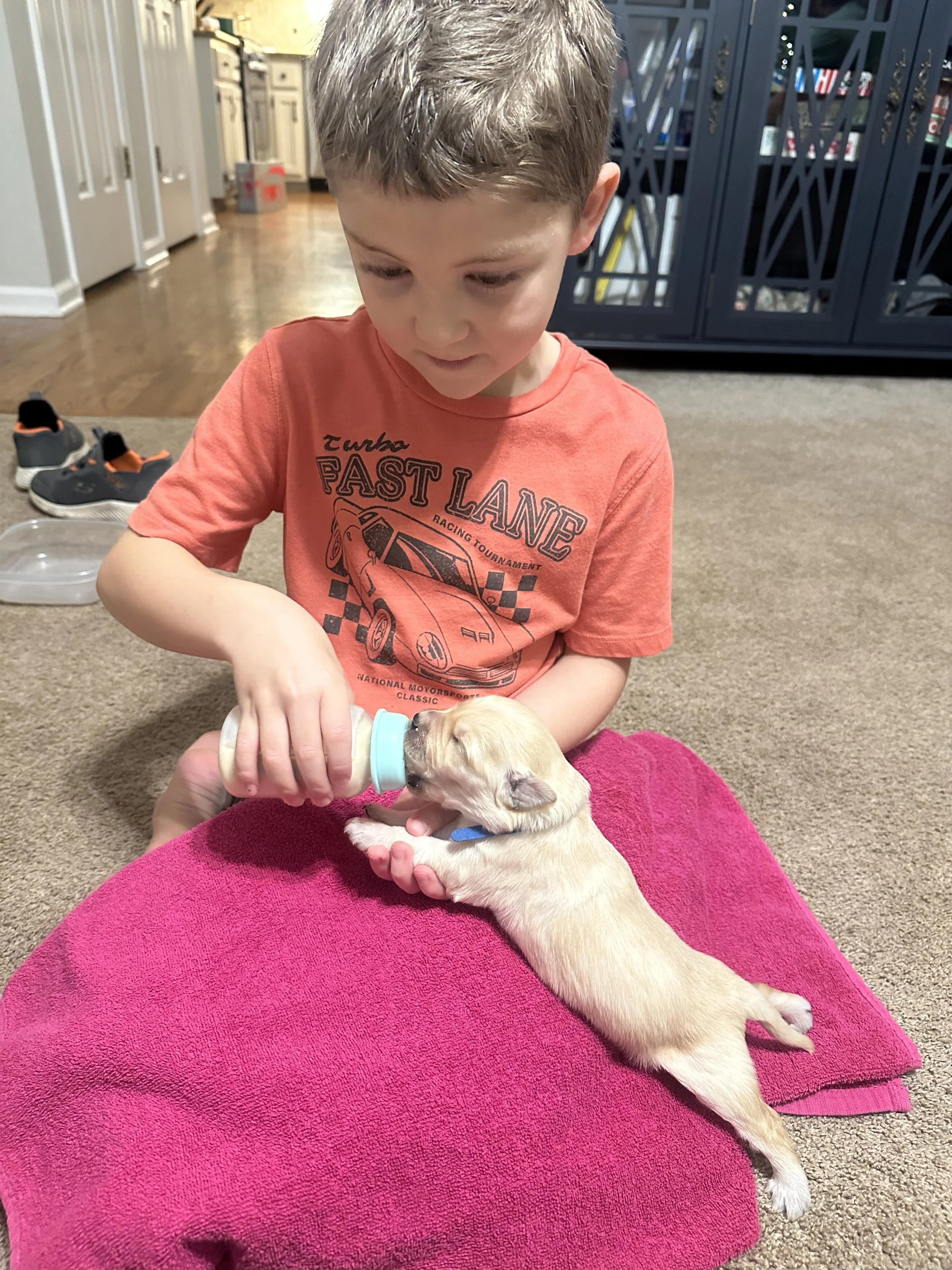 A young boy in an orange t-shirt feeding a tiny puppy with a baby bottle on a pink towel inside a house.