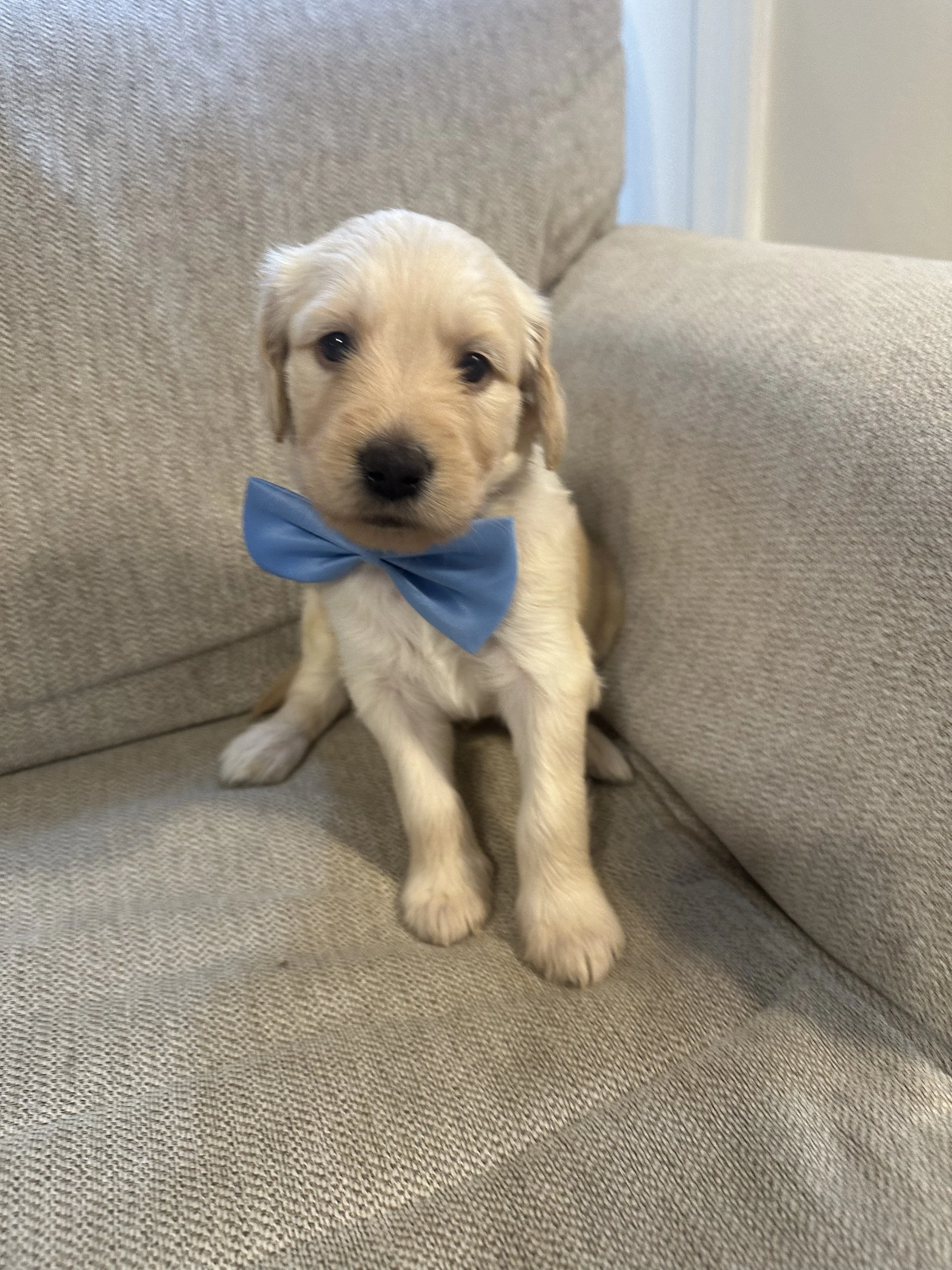 A cute puppy with light-colored fur, sitting on a beige sofa, wearing a blue bow tie.