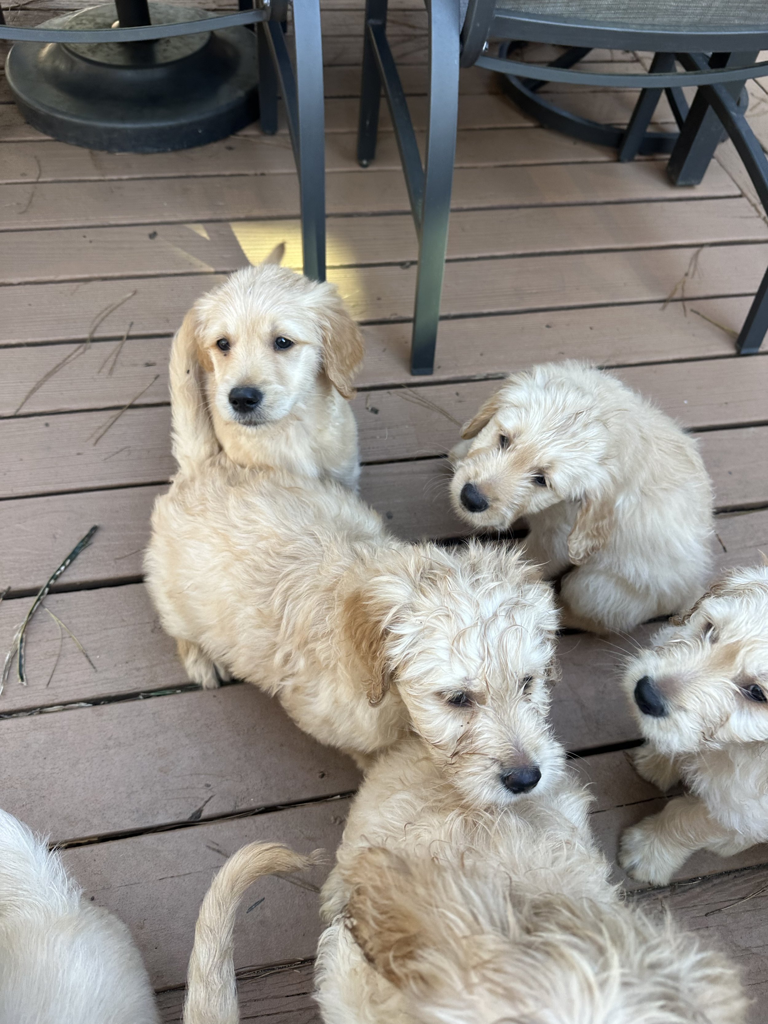 Group of adorable cream-colored puppies on a wooden deck, sitting near outdoor furniture.