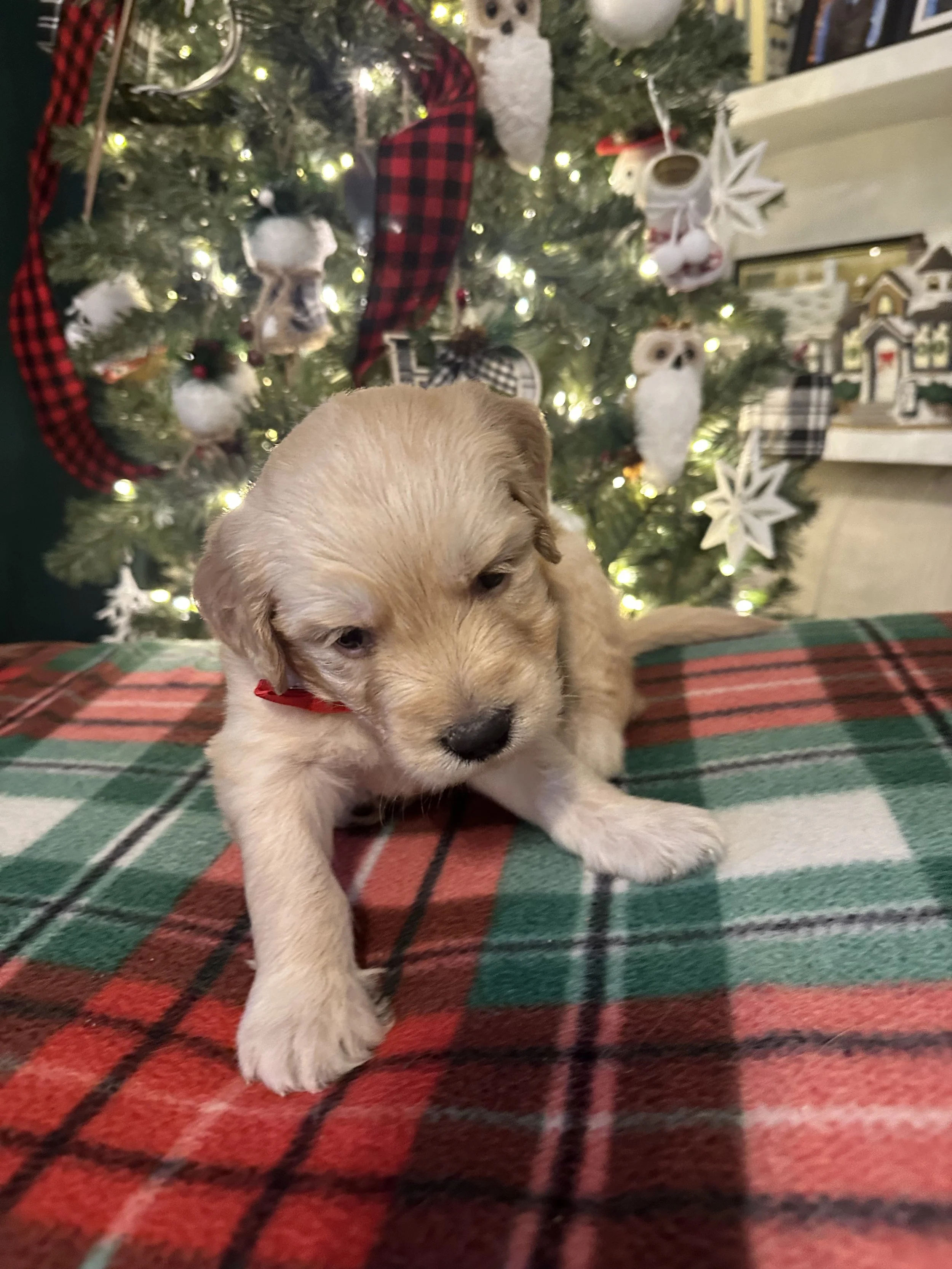 A small, light-colored puppy sitting on a red and green plaid blanket in front of a decorated Christmas tree with lights and ornaments.