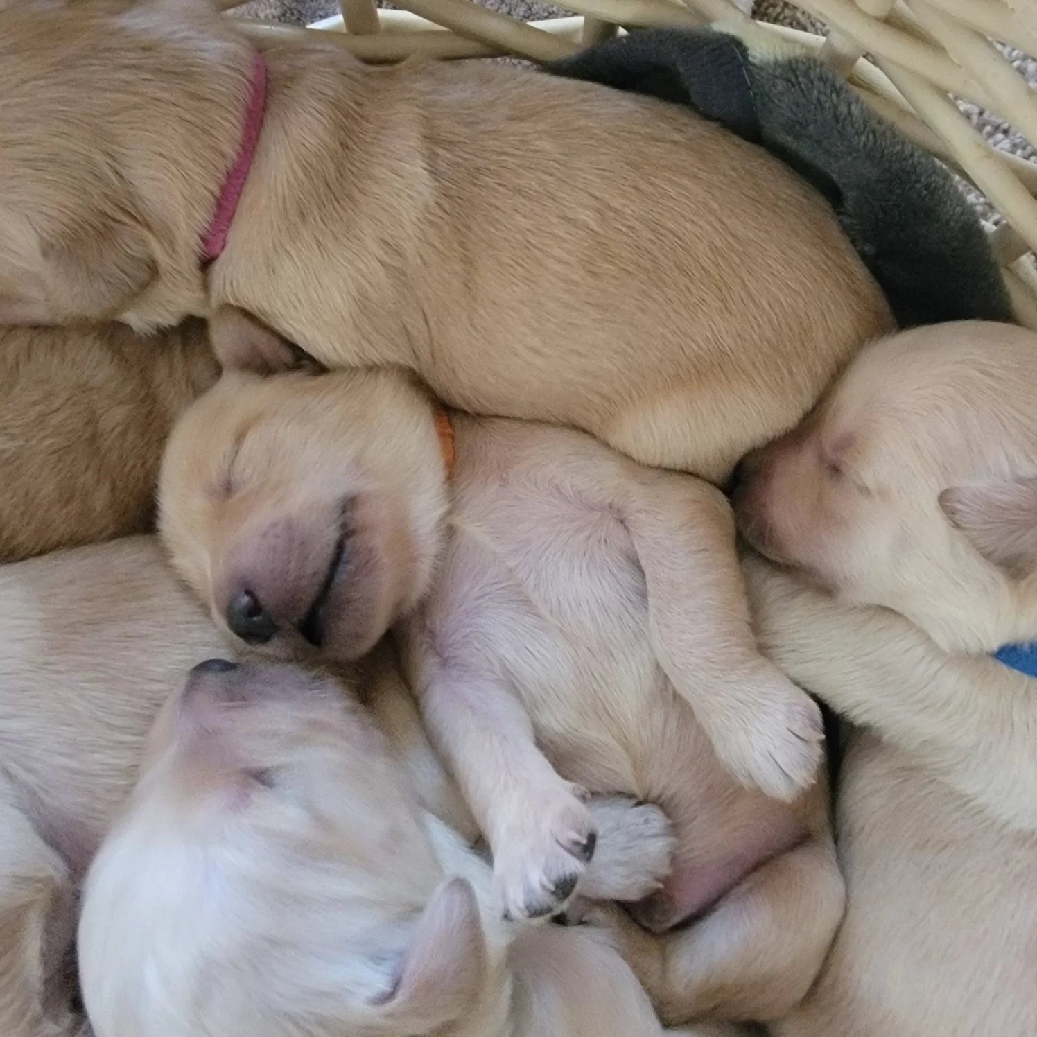Multiple light-colored puppies sleeping closely together in a pile.