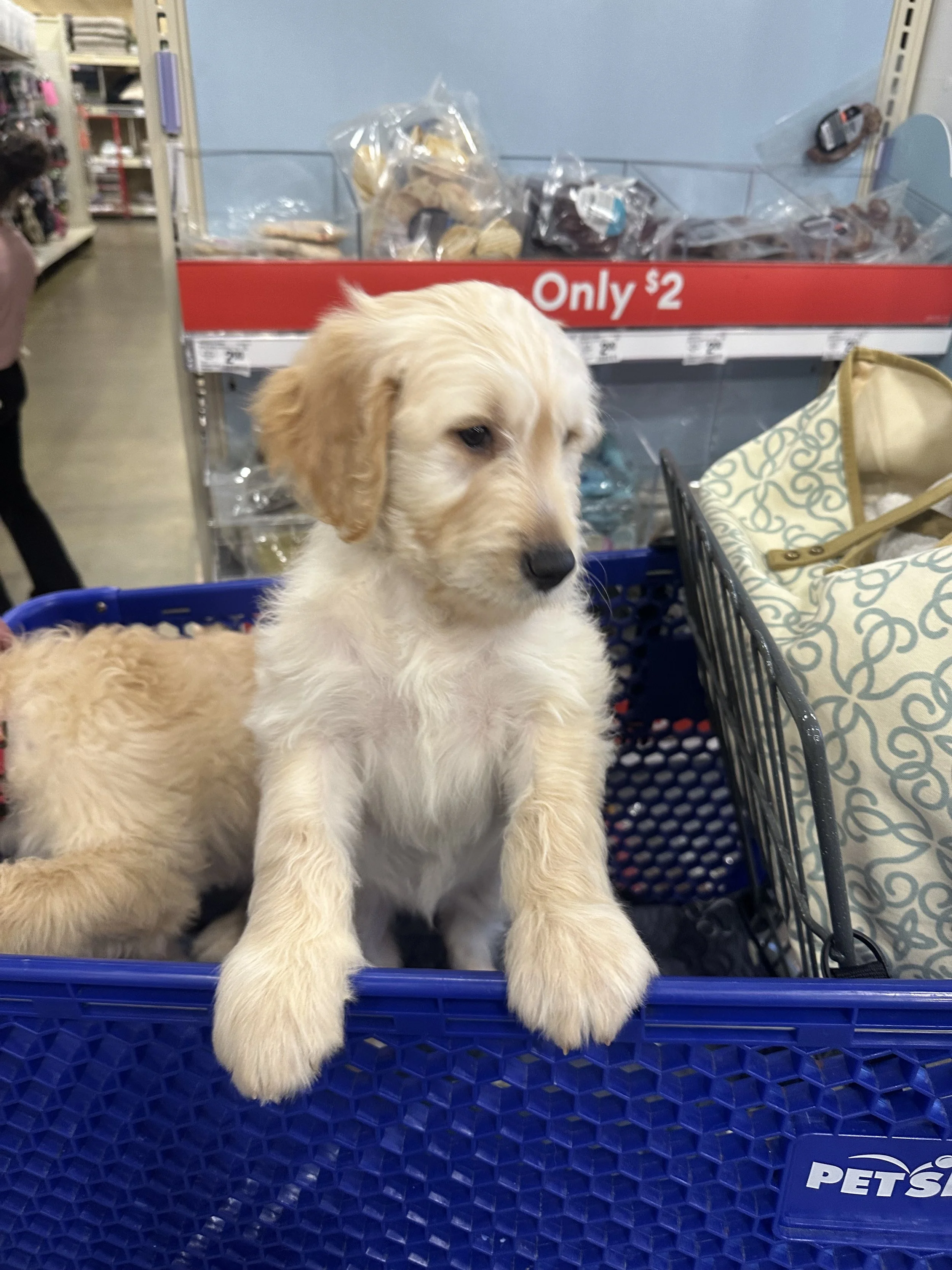 A light-colored puppy, possibly a Labrador Retriever, sitting in a shopping basket at a store.