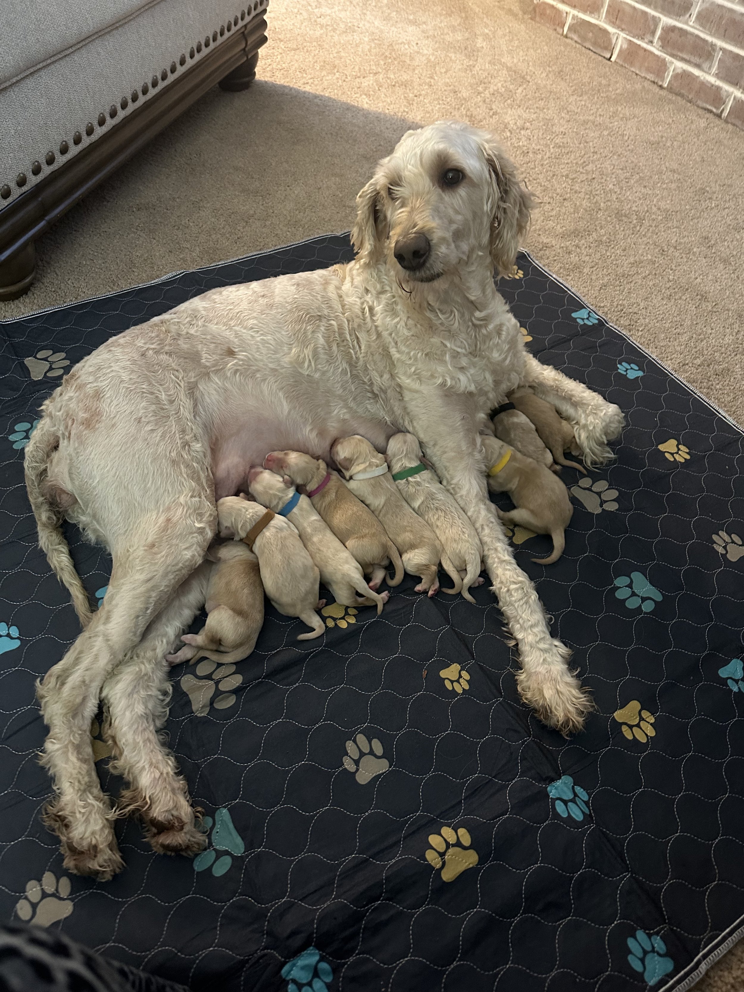 A dog lying on a blanket with eight puppies nursing from her.