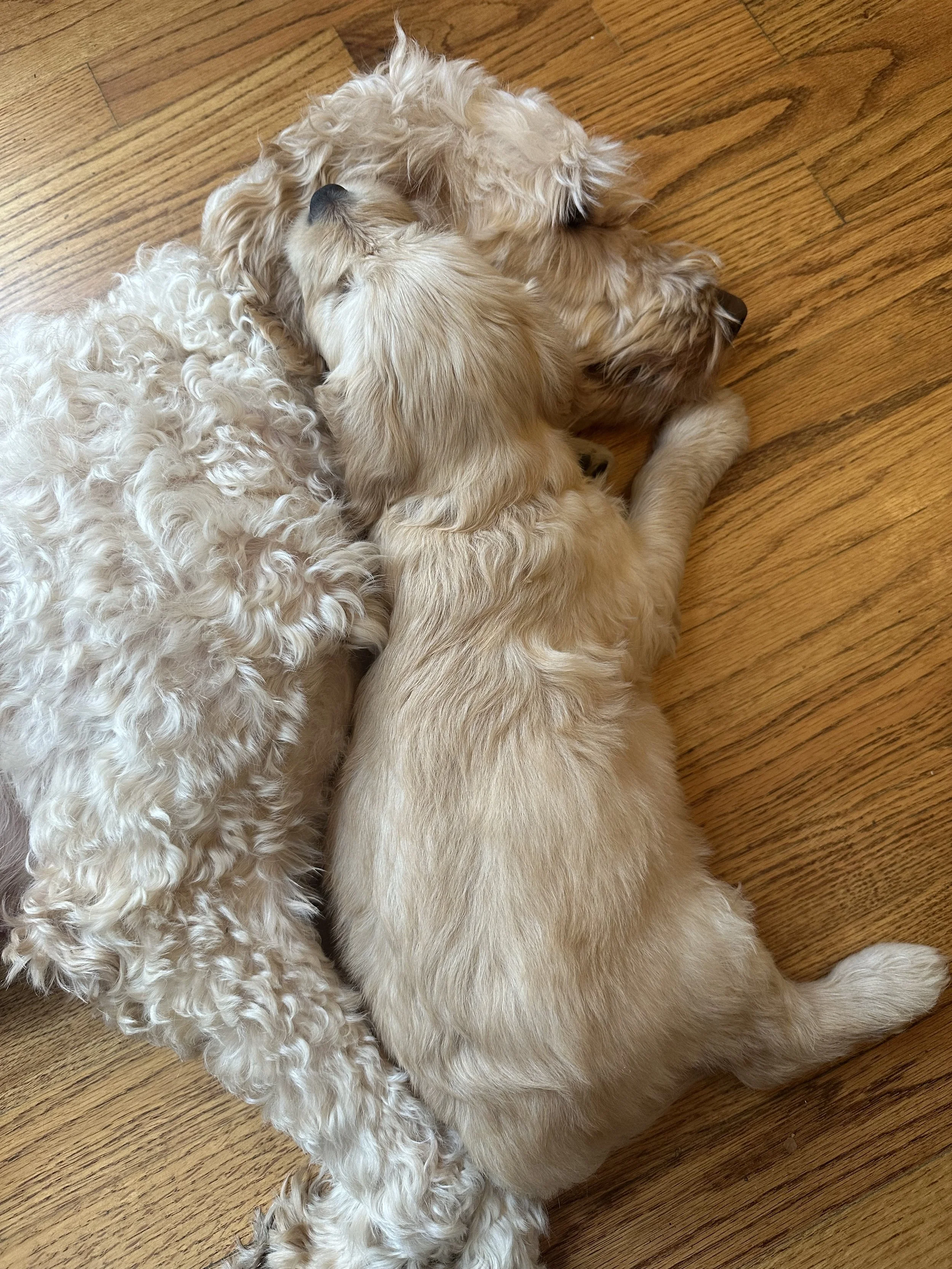 Three golden-colored puppies lying on a wooden floor, snuggling together.