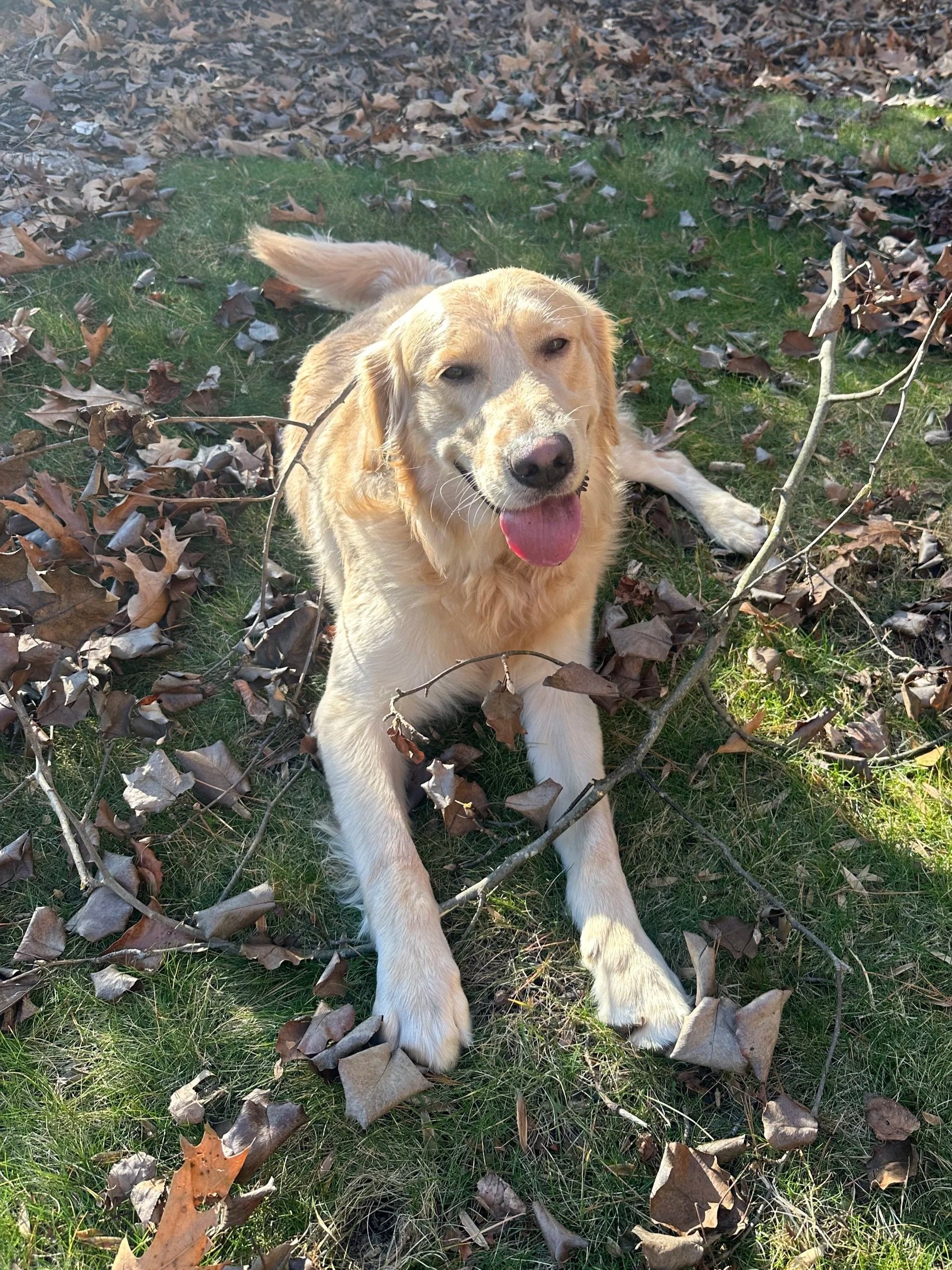 A happy golden retriever dog lying on the grass surrounded by fallen autumn leaves and small branches, with its tongue out and looking at the camera.