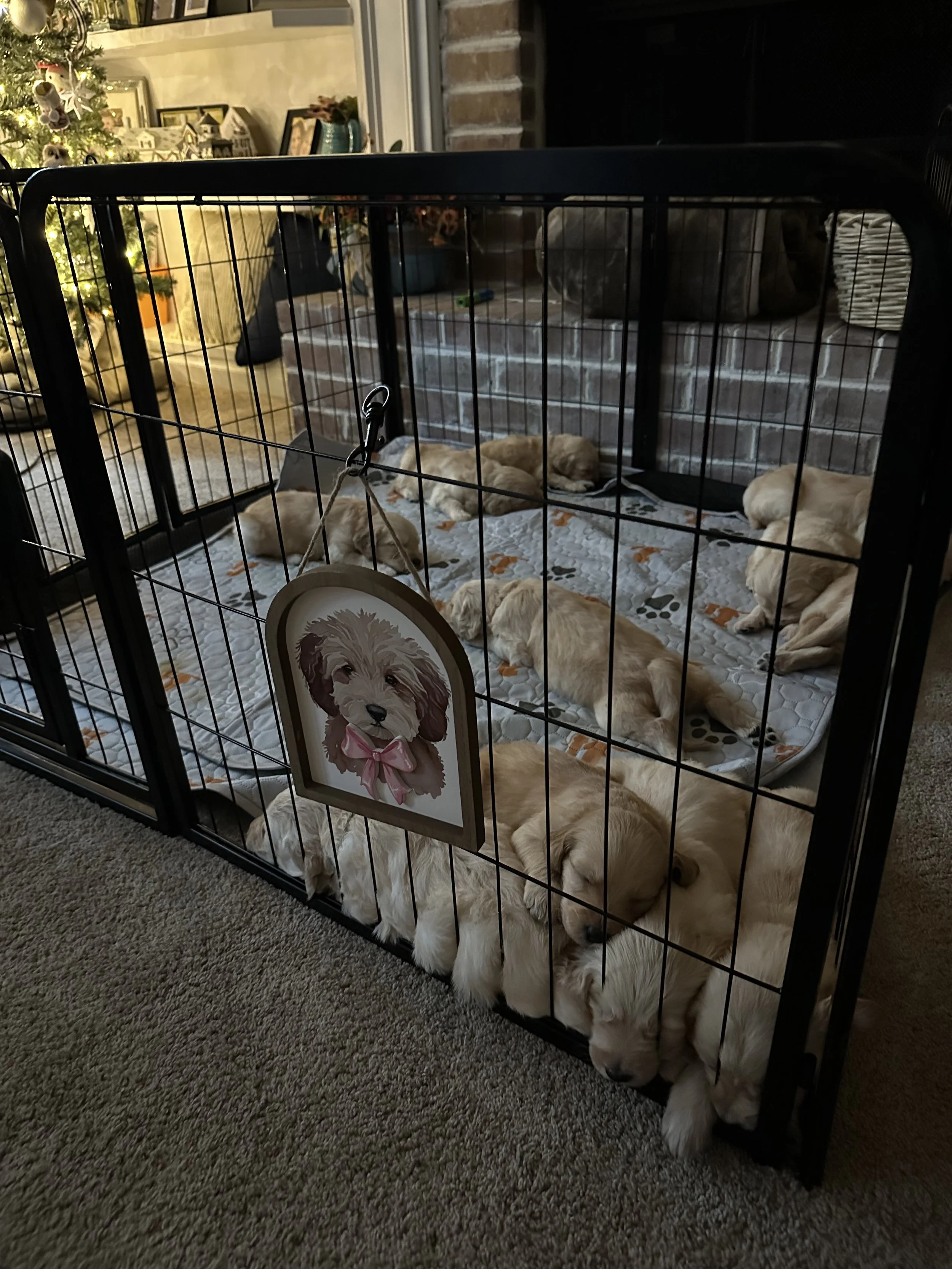 Several Golden Retriever puppies sleeping inside a playpen, with a Christmas tree and decorated room in the background.