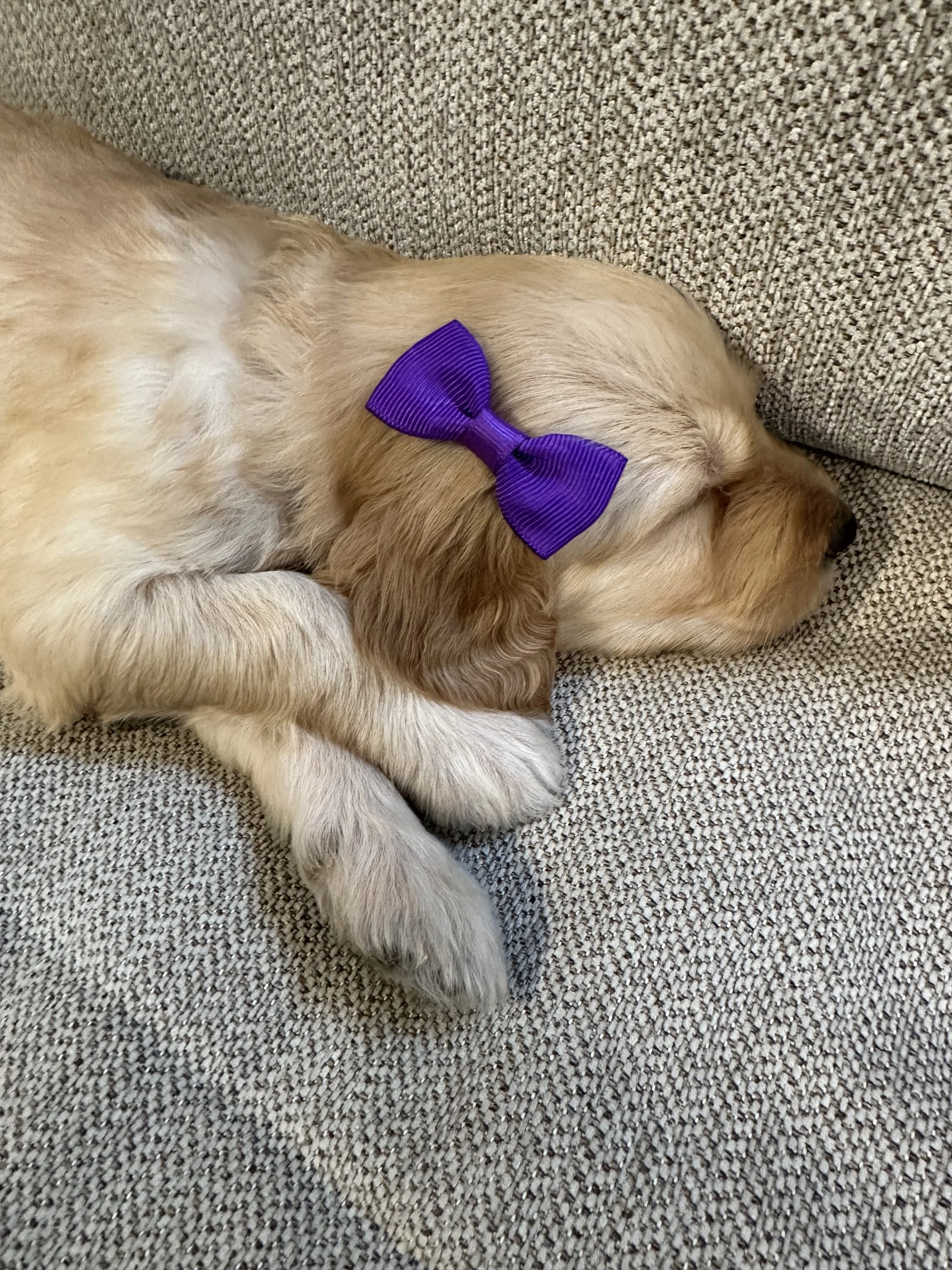 A golden retriever puppy with a purple bow sleeping on a gray textured couch.