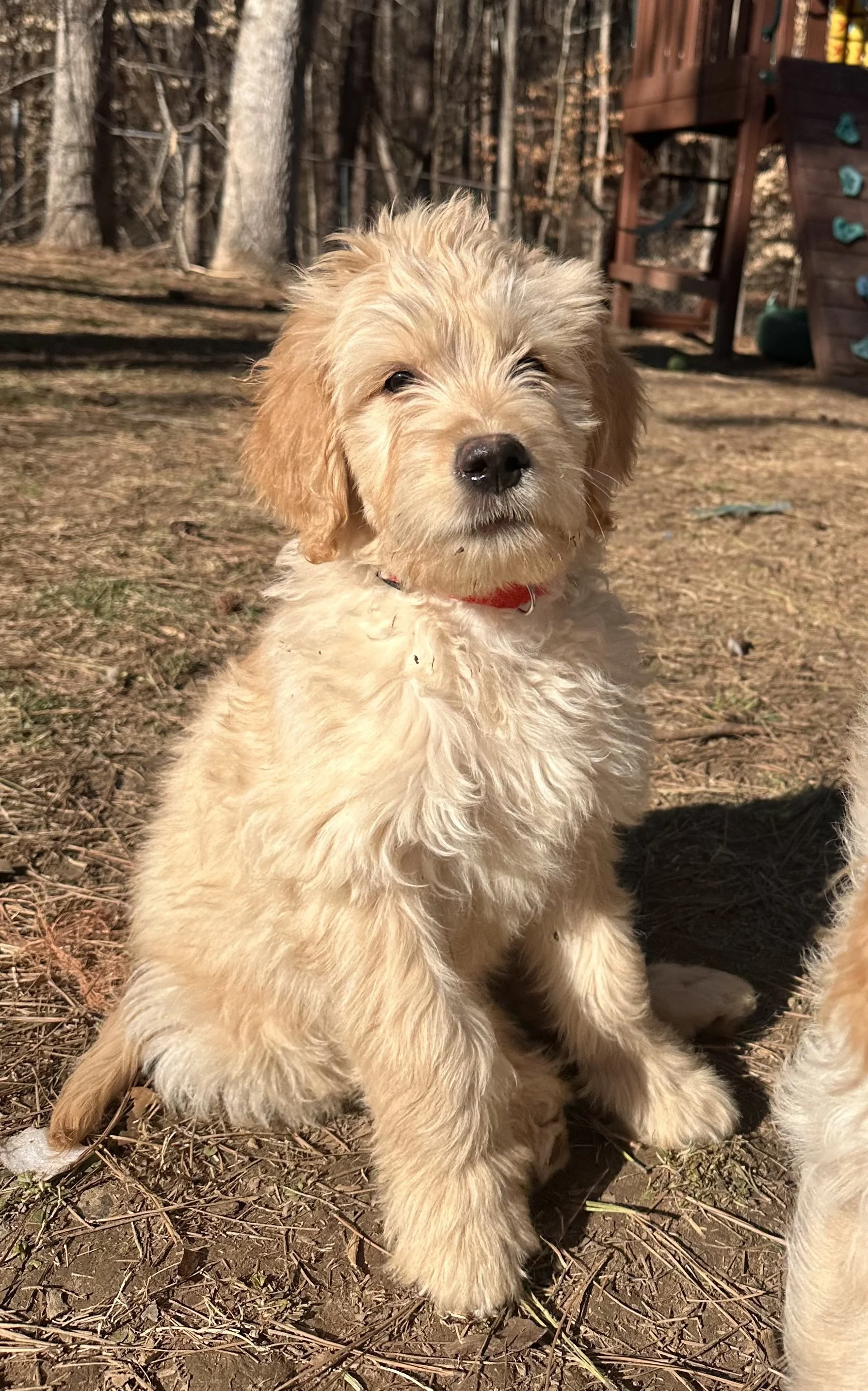 A gentle soul with an easygoing nature, this puppy is calm, affectionate, and happiest curled up next to people after a little playtime.