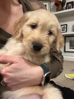 Person holding a adorable golden retriever puppy indoors, with shelves and framed pictures in the background.