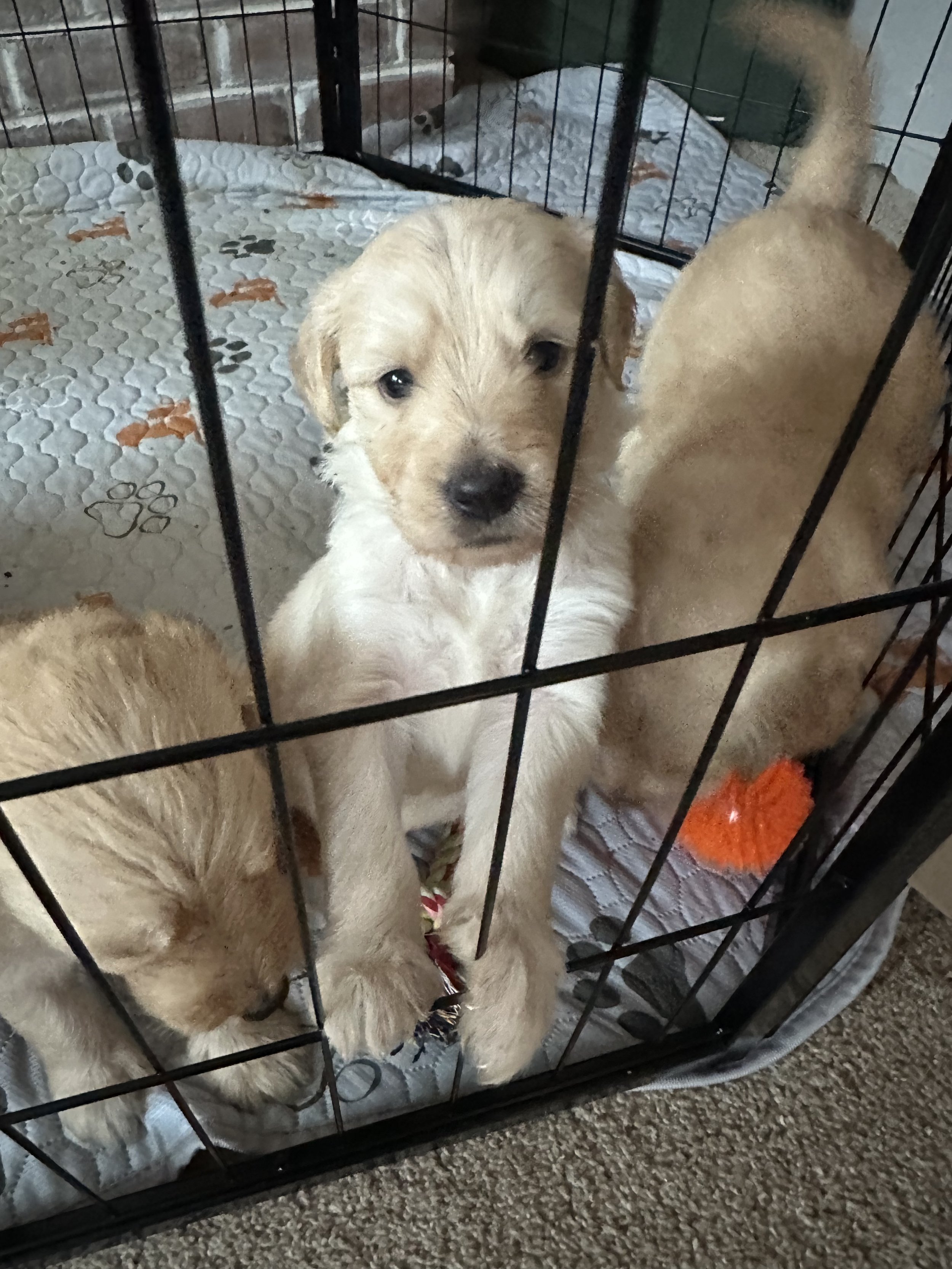 Three puppies inside a metal cage with a quilted pad on the floor, one puppy looking directly at the camera.
