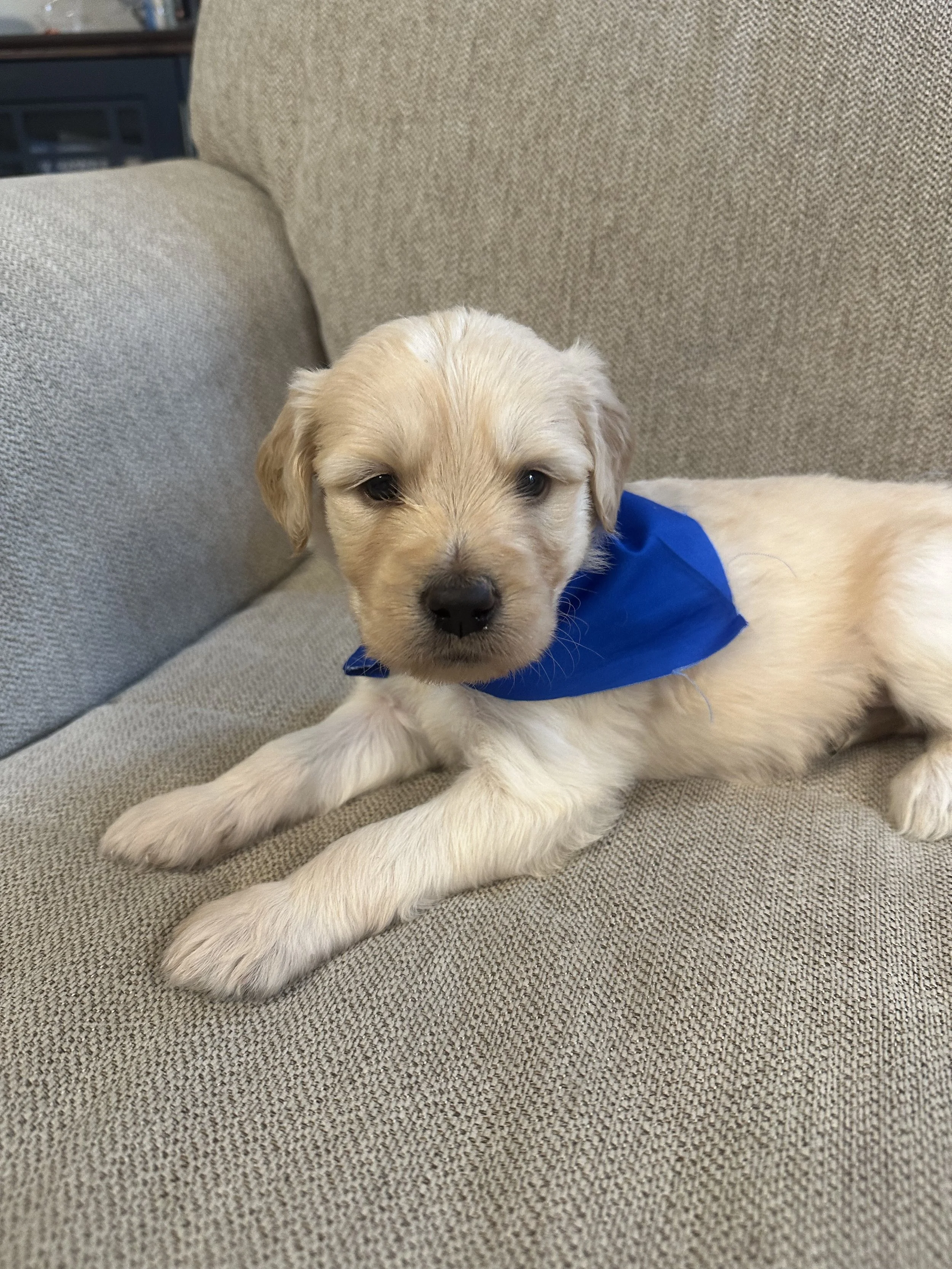 A cute yellow Labrador puppy lying on a beige couch with a blue bandana around its neck.