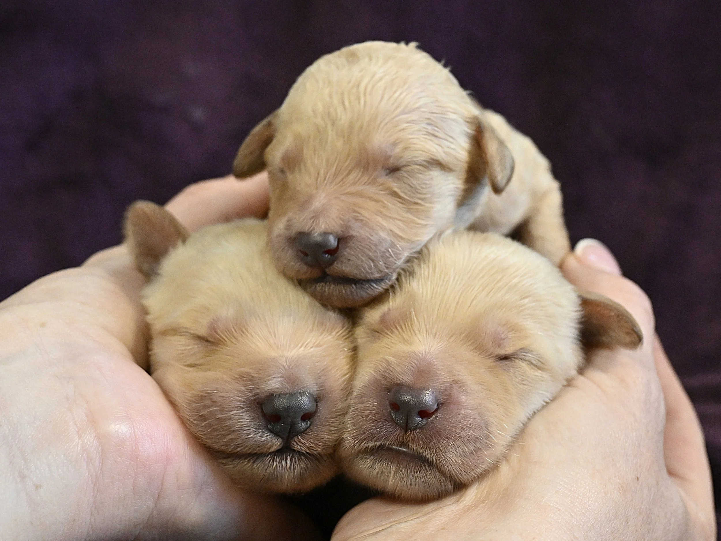 Three small, sleeping puppies held gently in a person's hands.