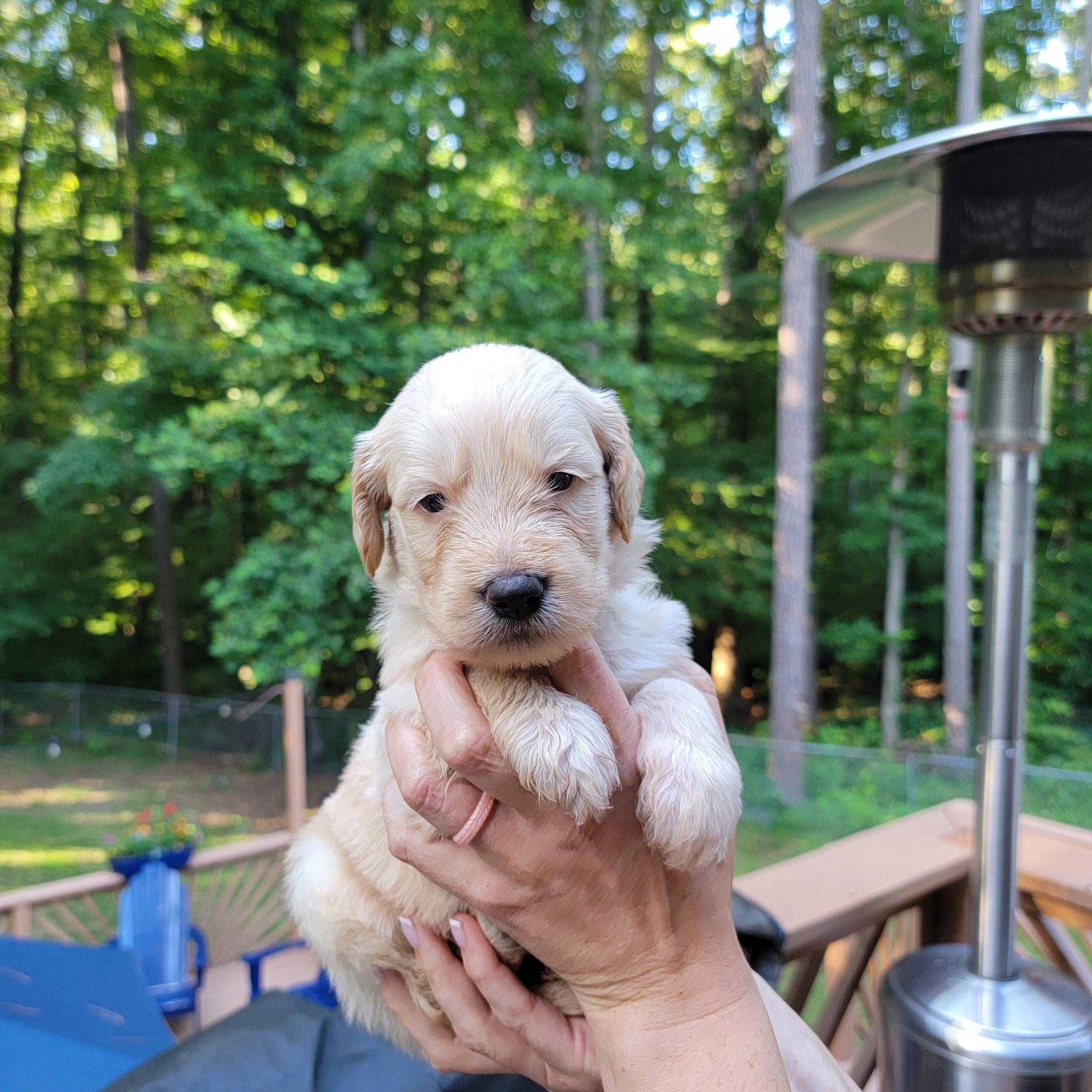 A person holding a sleeping yellow Labrador puppy with closed eyes, cuddled up on their lap.