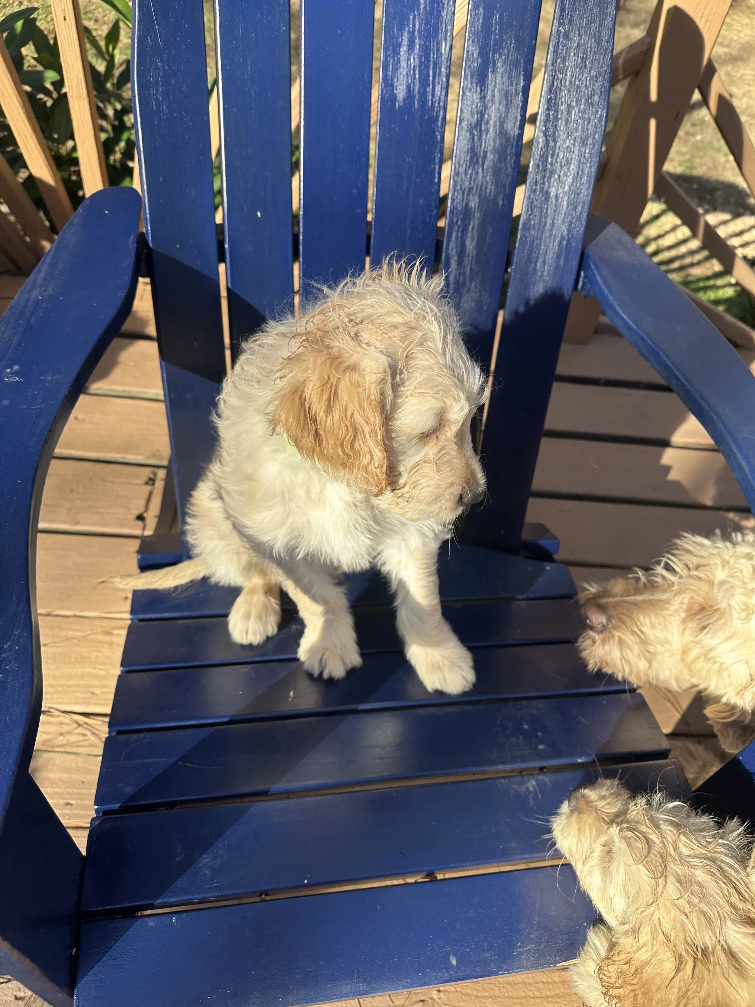 Three small puppies with curly, light-colored fur on a wooden deck, one sitting on a blue Adirondack chair and the other two standing nearby, with sunlight casting shadows.