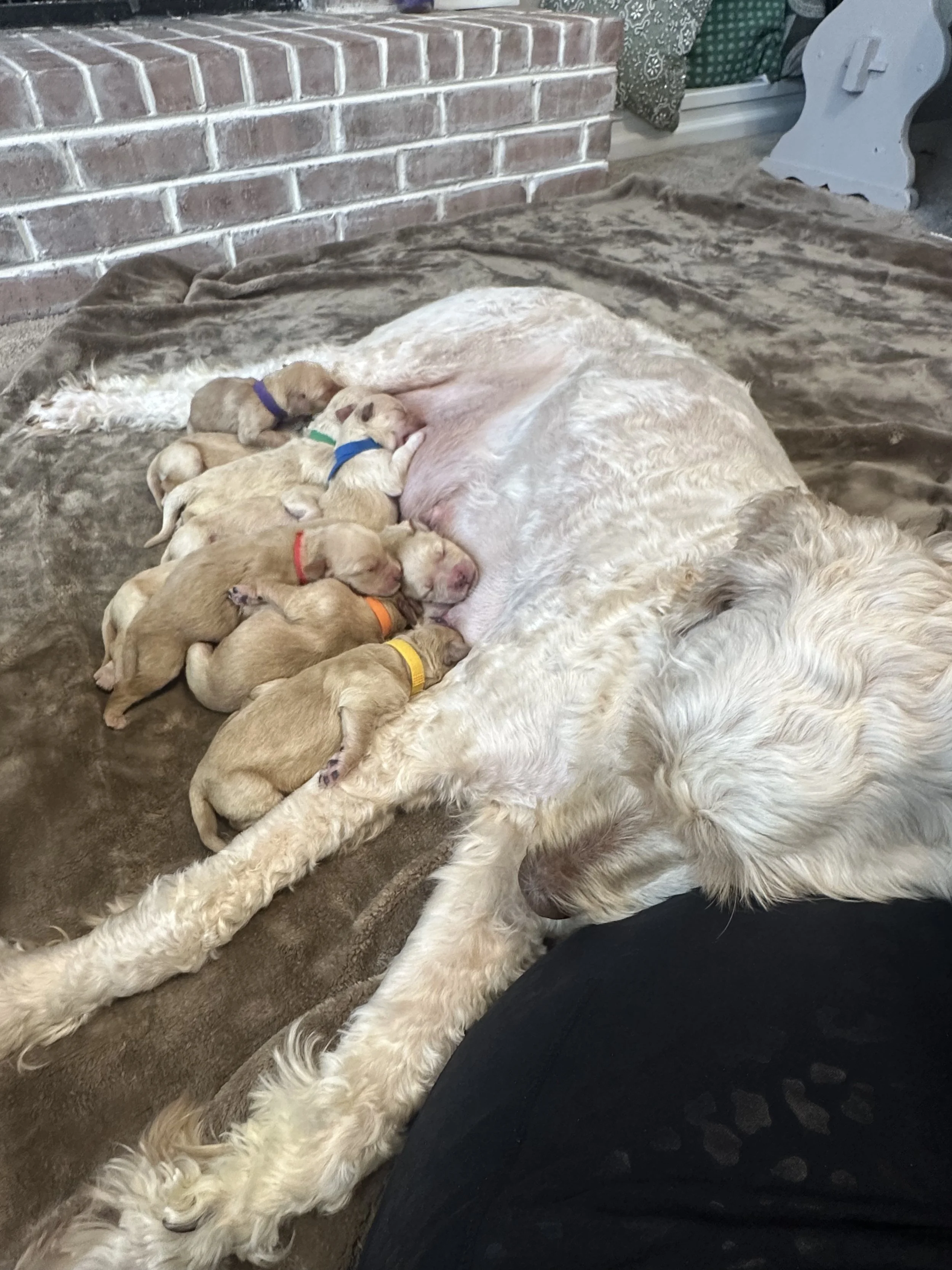 A mother dog and her puppies nursing on a blanket in a cozy home setting.