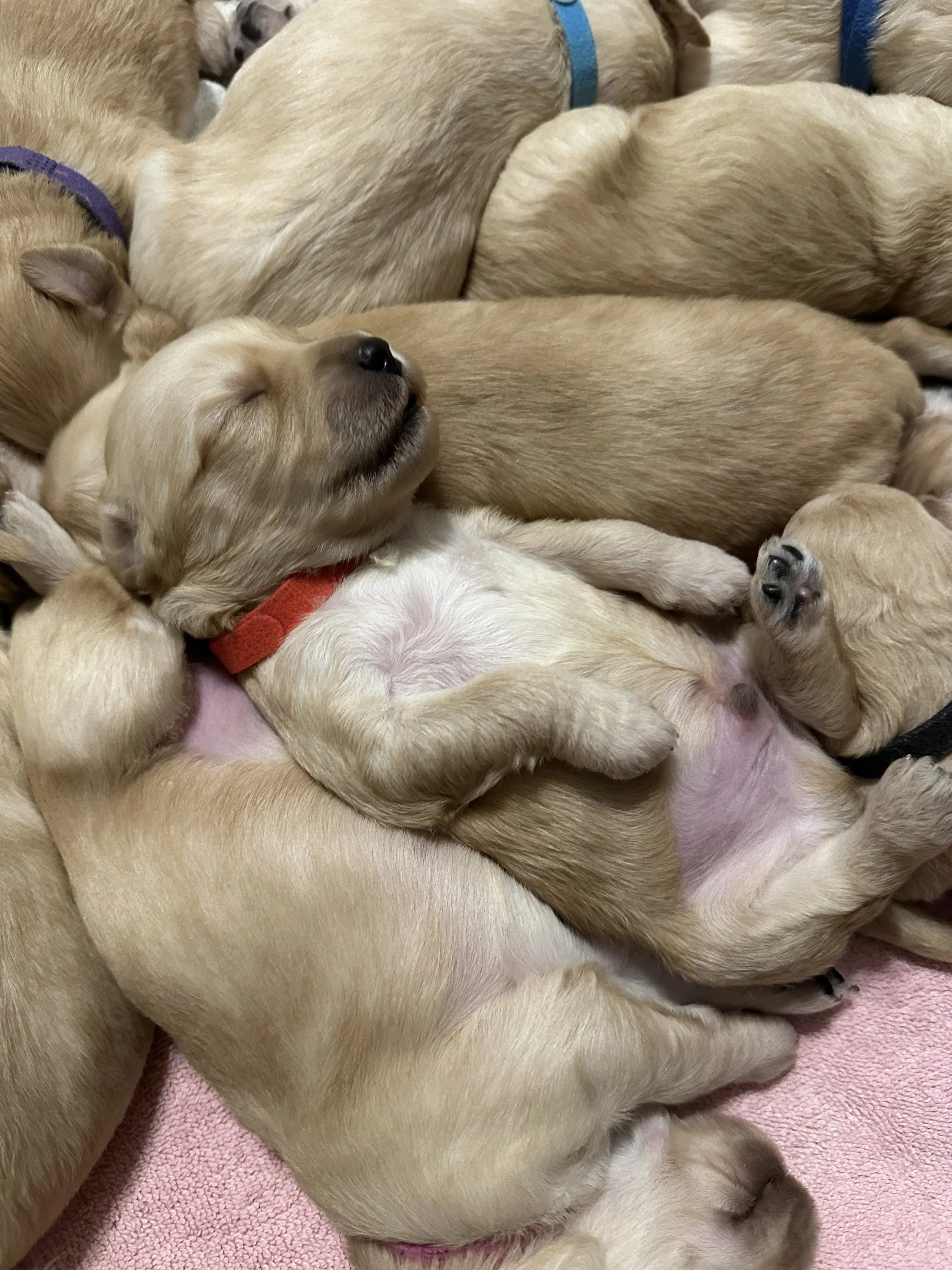 Group of beige puppies sleeping closely together on a soft pink blanket, some with colored collars.