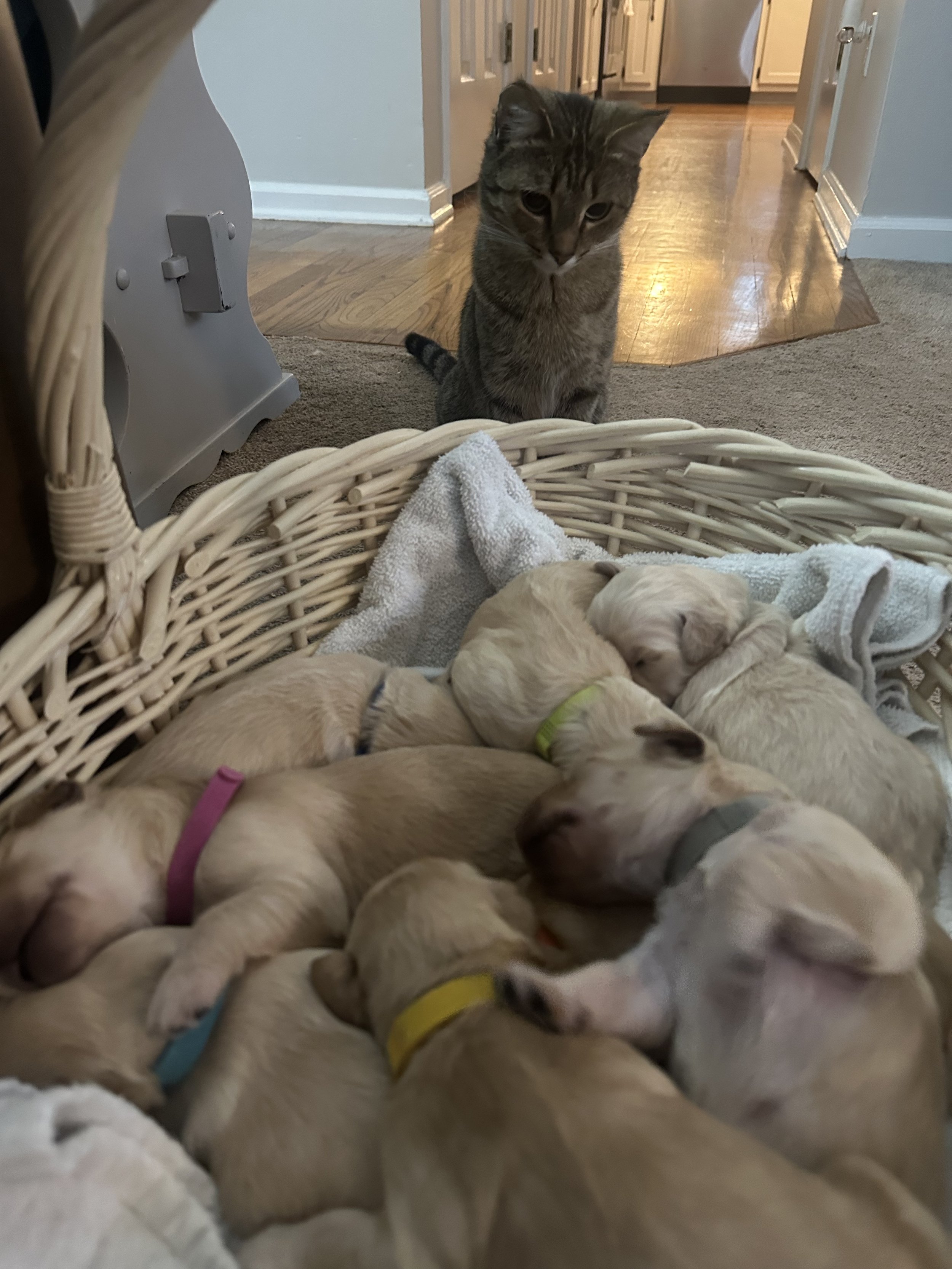 A gray tabby cat sitting on a wooden floor looking at a basket of sleeping puppies in a home interior.
