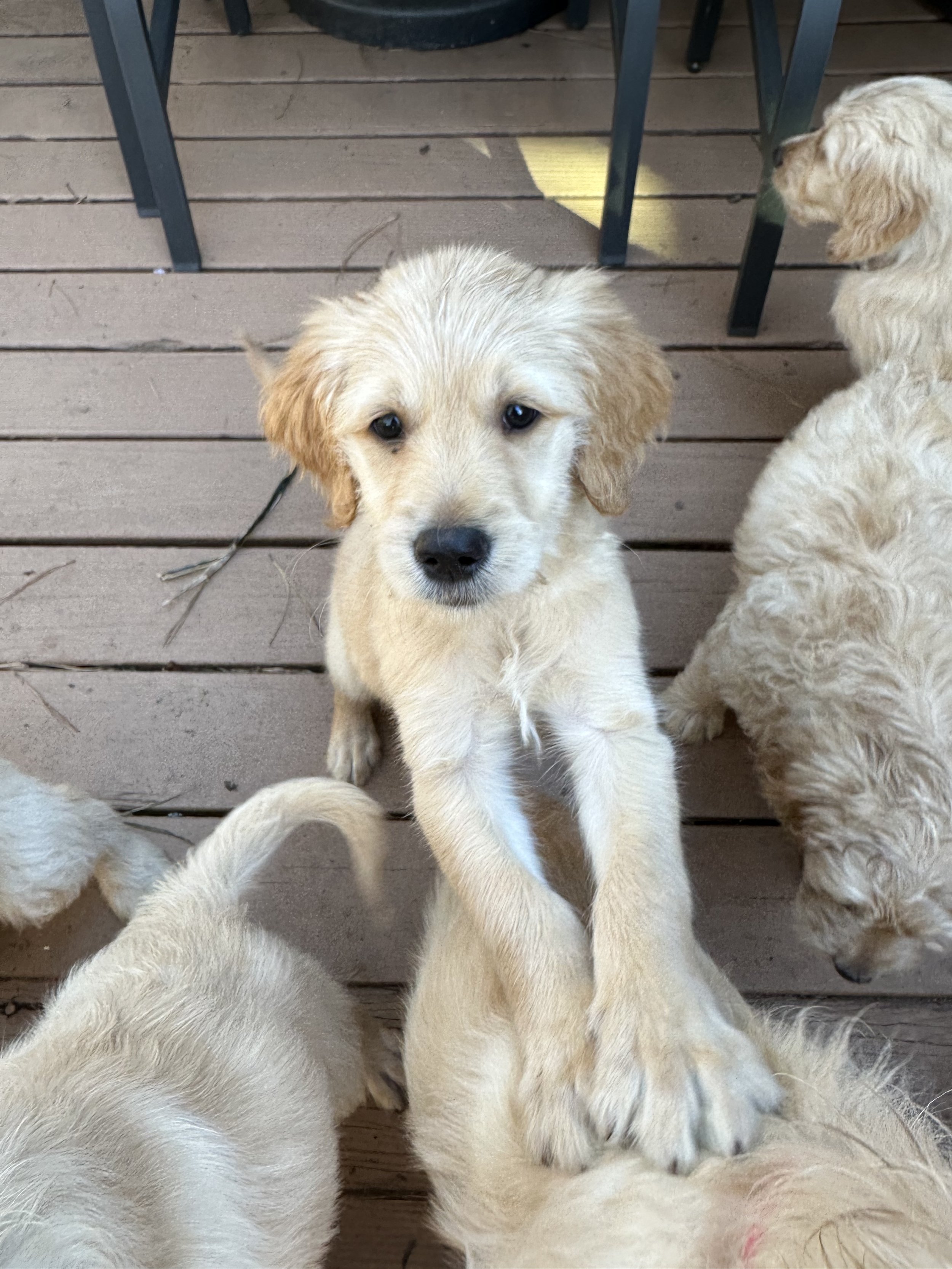 A group of adorable yellow Labrador Retriever puppies on a wooden deck, with one puppy sitting and looking directly at the camera.