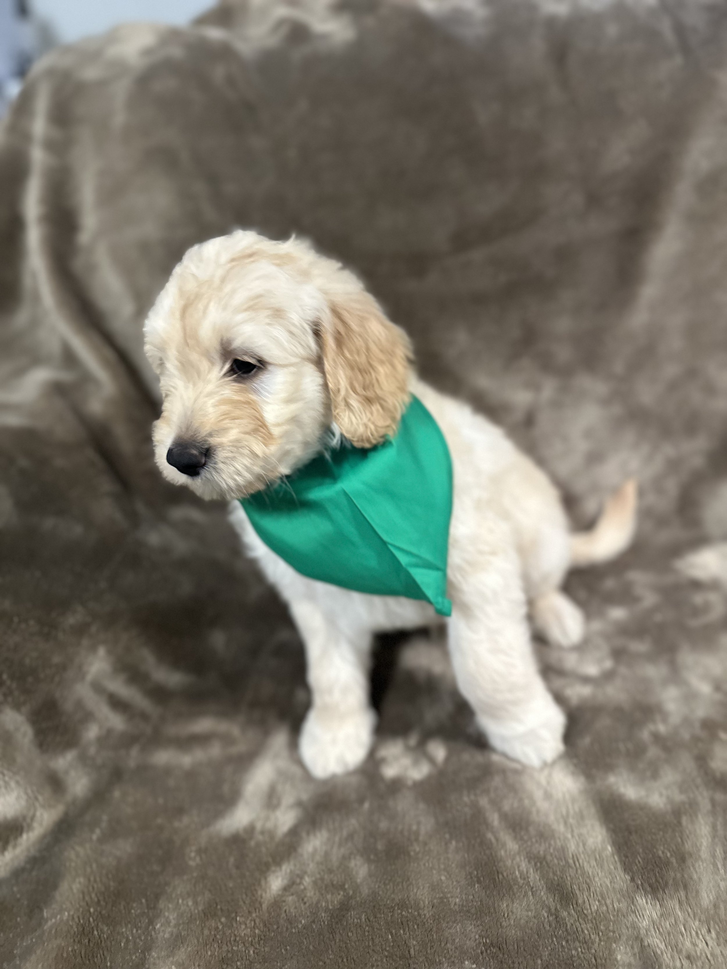 A cute cream-colored puppy with floppy ears wearing a green bandana, sitting on a soft brown blanket.