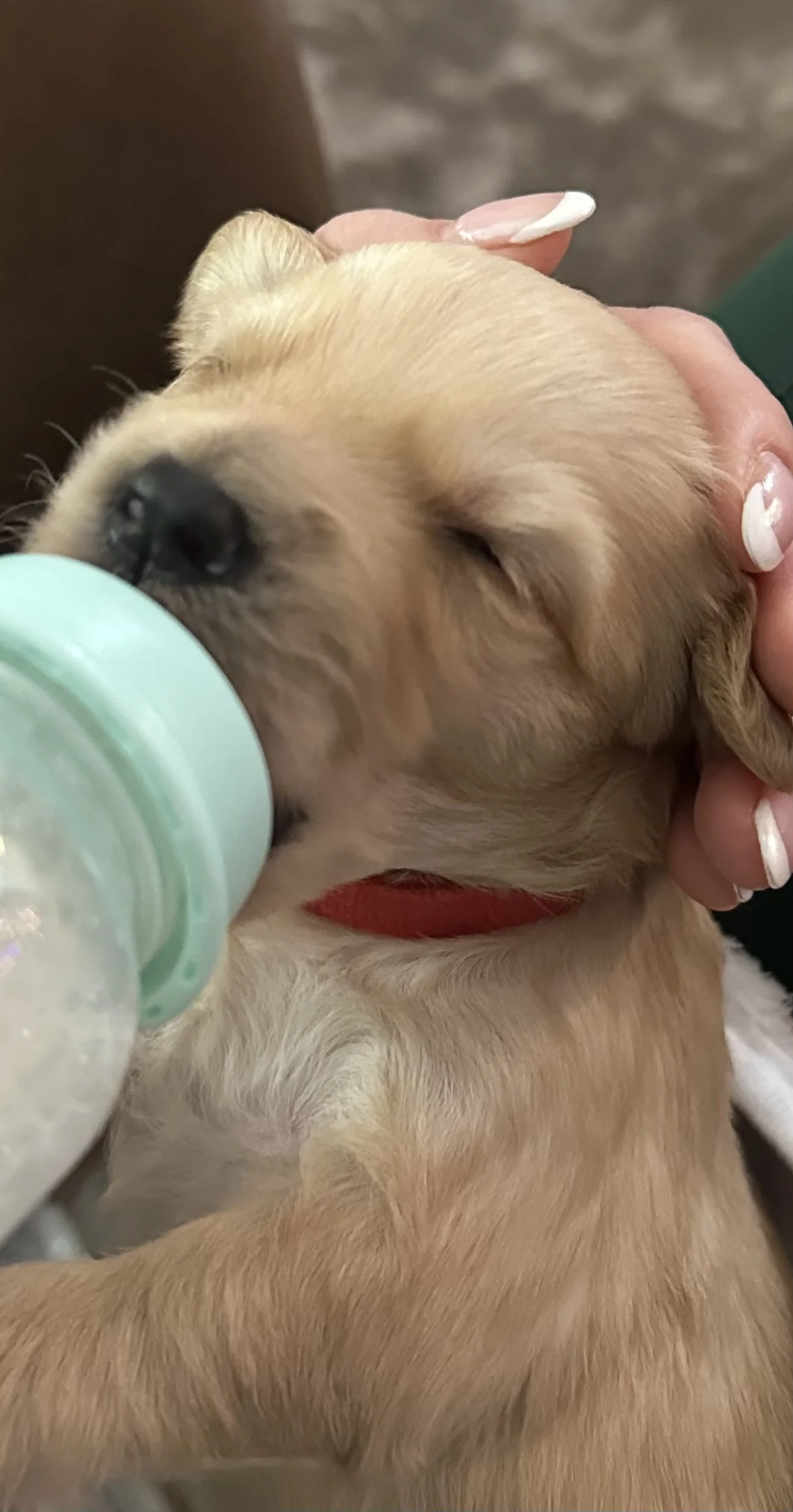 A close-up of a small, tan puppy being fed with a bottle, with a person's hand gently holding its head.