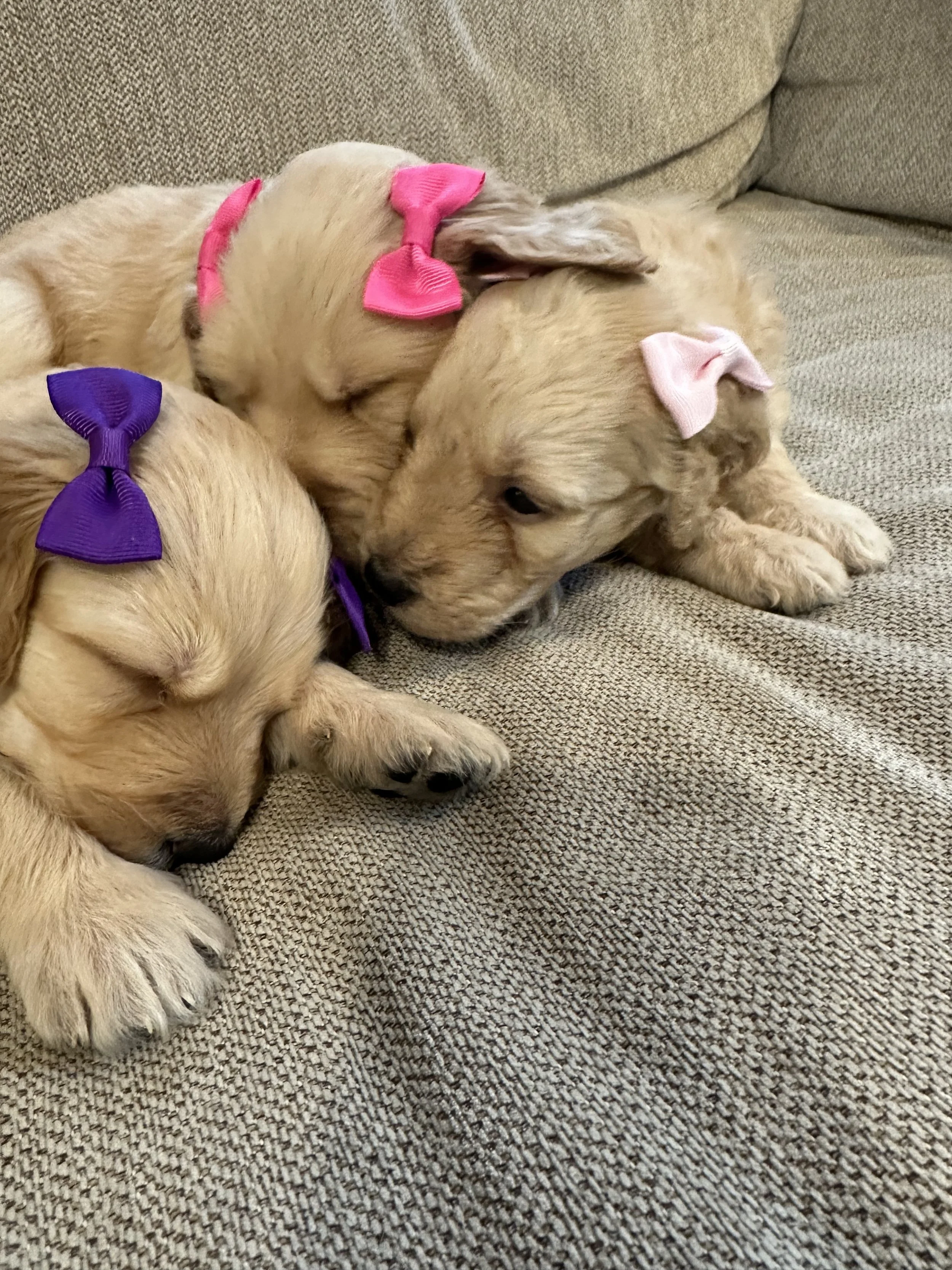 Three sleeping golden retriever puppies with colorful bows on a textured beige couch.