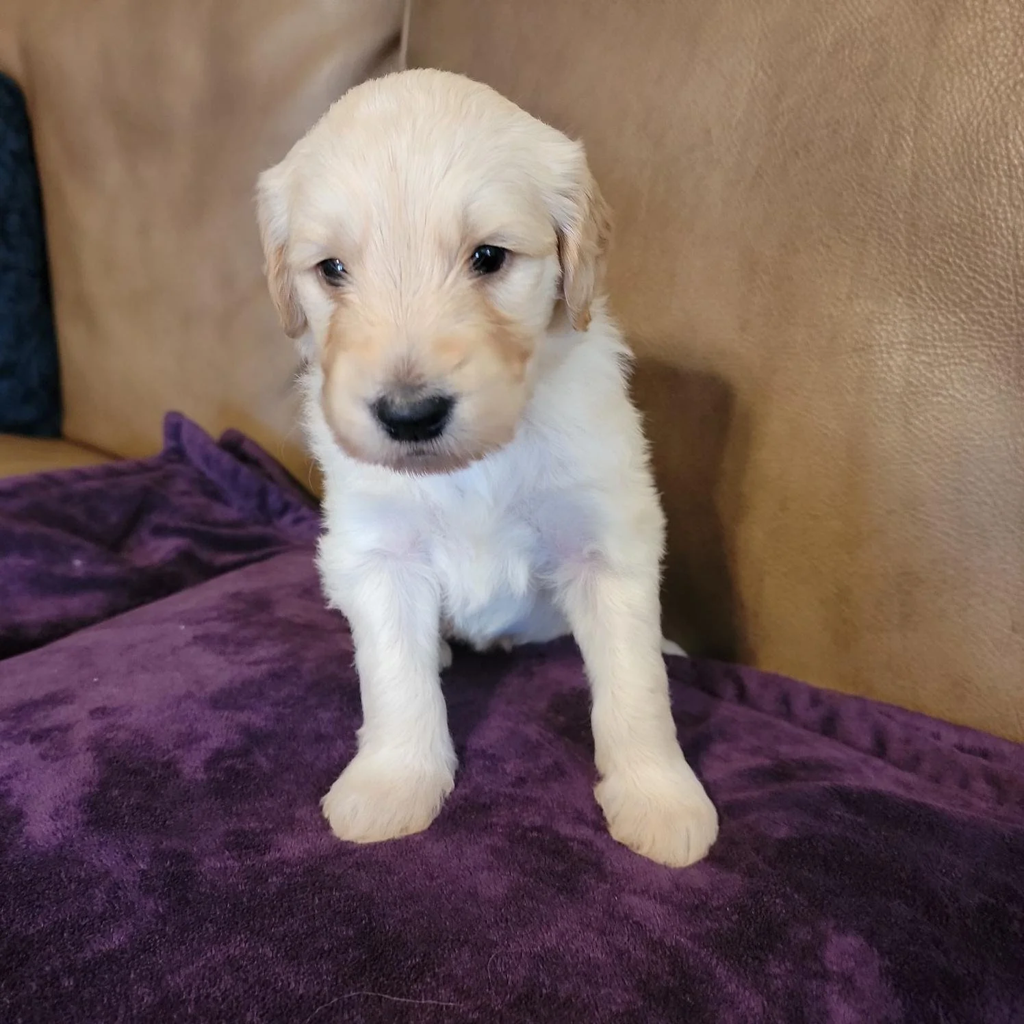 A light-colored puppy with floppy ears sits on a purple blanket, smiling in front of a brown leather couch.