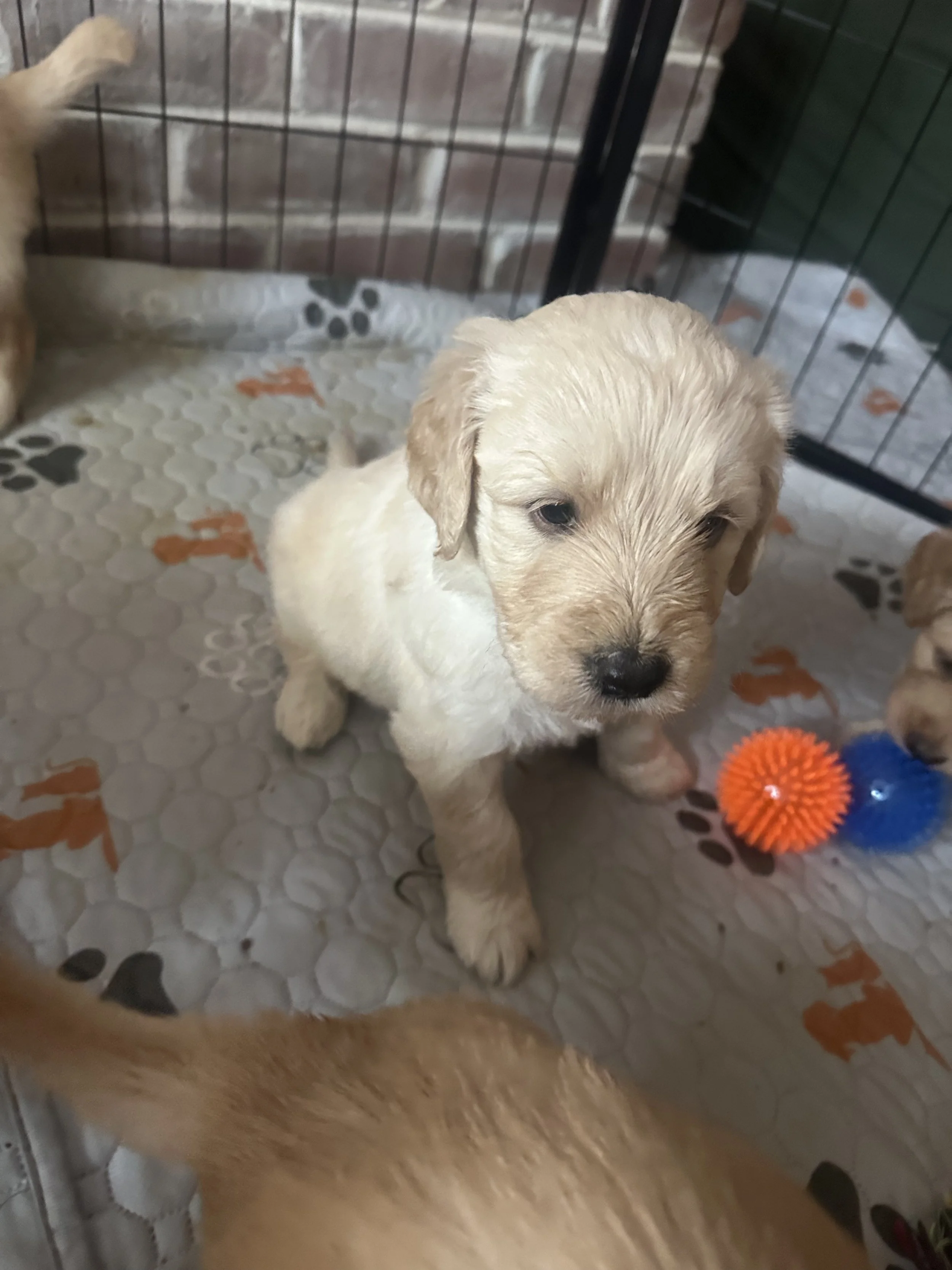 A adorable cream-colored puppy with a shiny black nose and floppy ears sitting inside a playpen on a patterned pad with paw print designs.