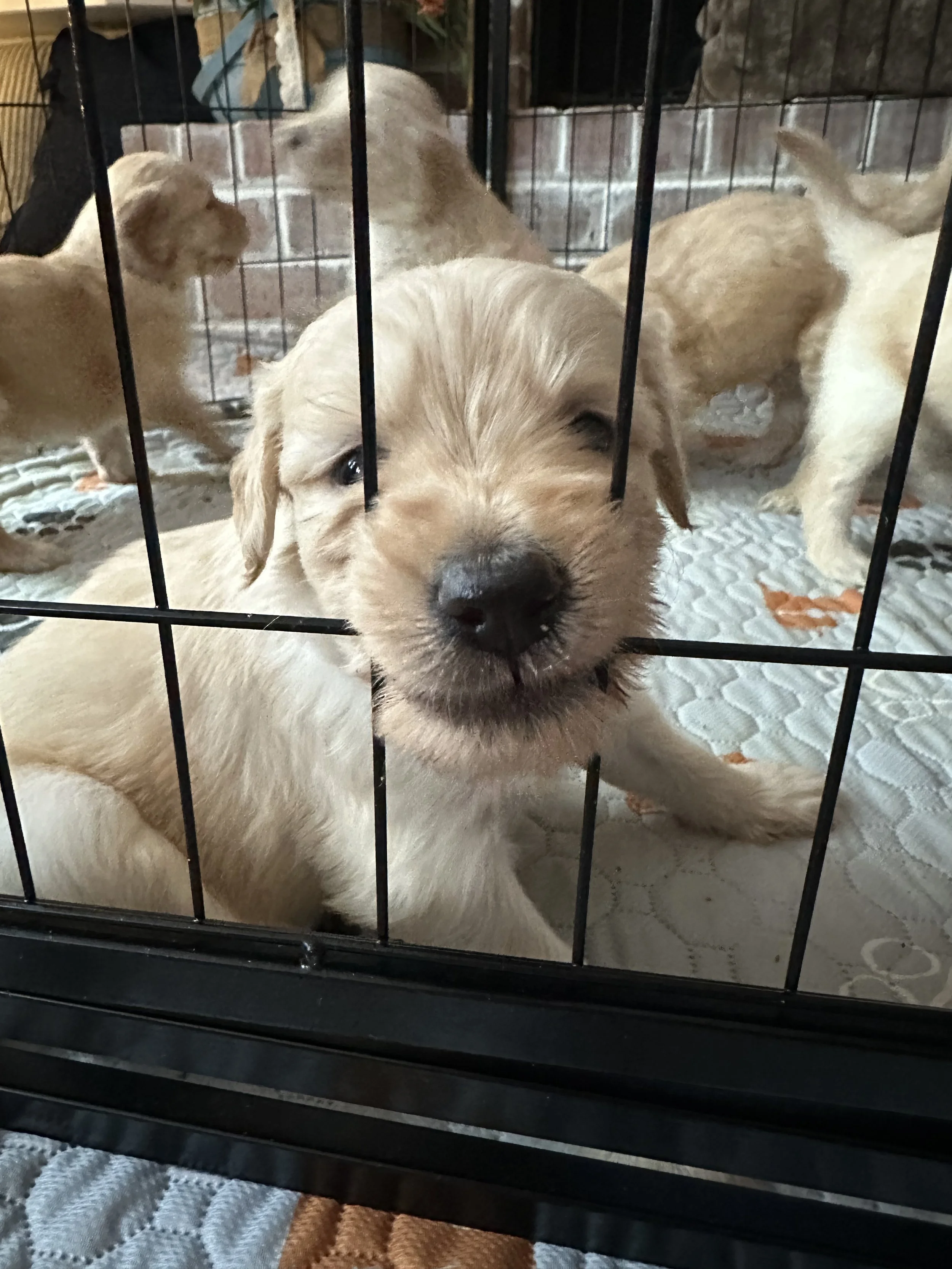 Close-up of a golden retriever puppy with one eye closed, sitting in a cage with other puppies visible in the background.