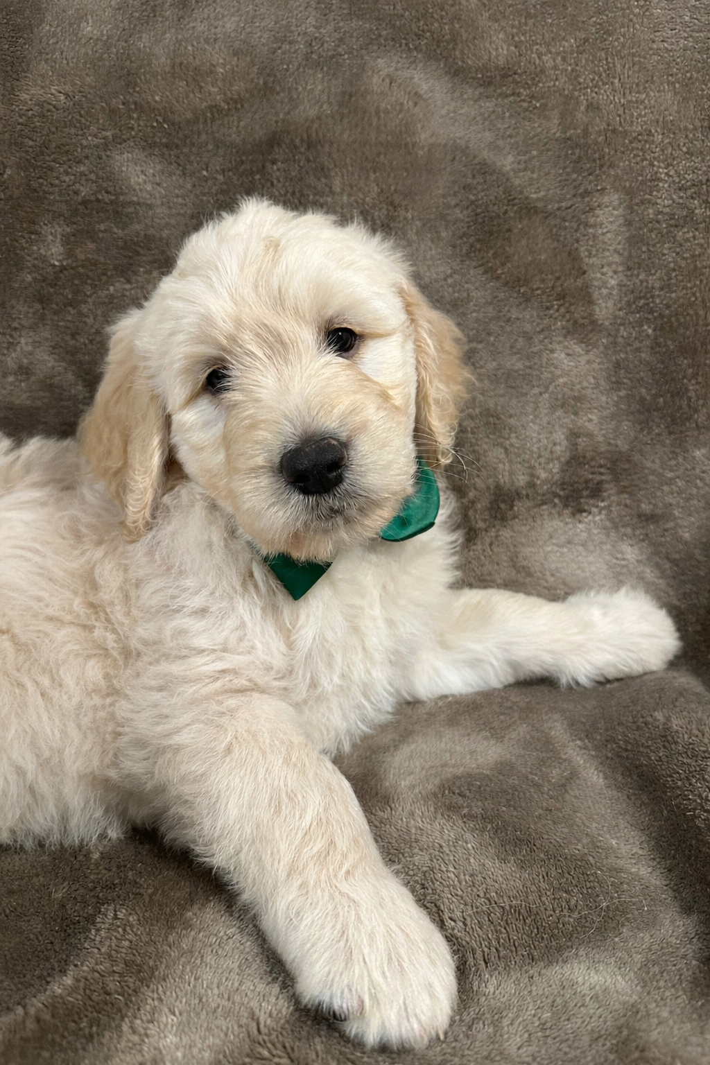 A cute, light-colored puppy with floppy ears and a dark nose, lying on a brown blanket.