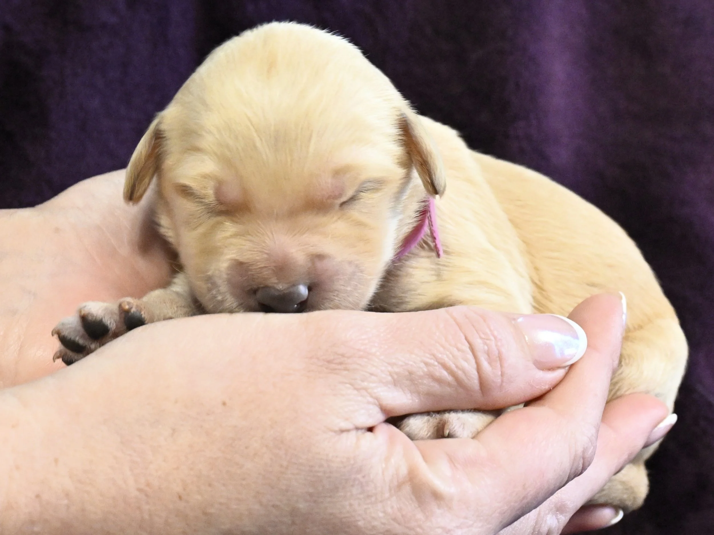 A tiny, yellow Labrador puppy sleeping peacefully in a person’s hand with a purple background.