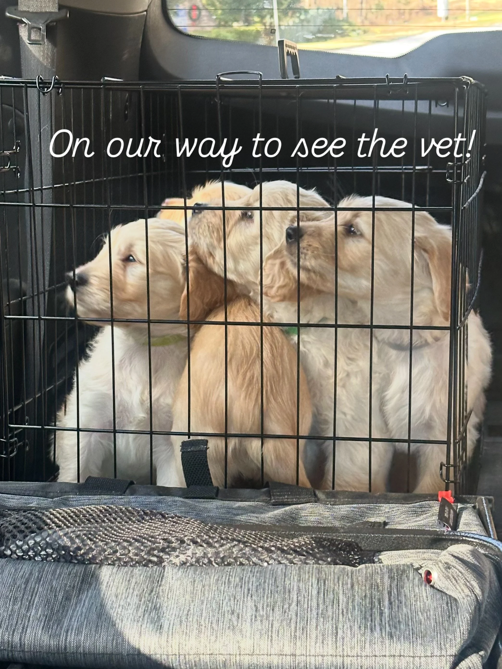 Four puppies inside a metal crate in the back of a vehicle with the text "On our way to see the vet!"