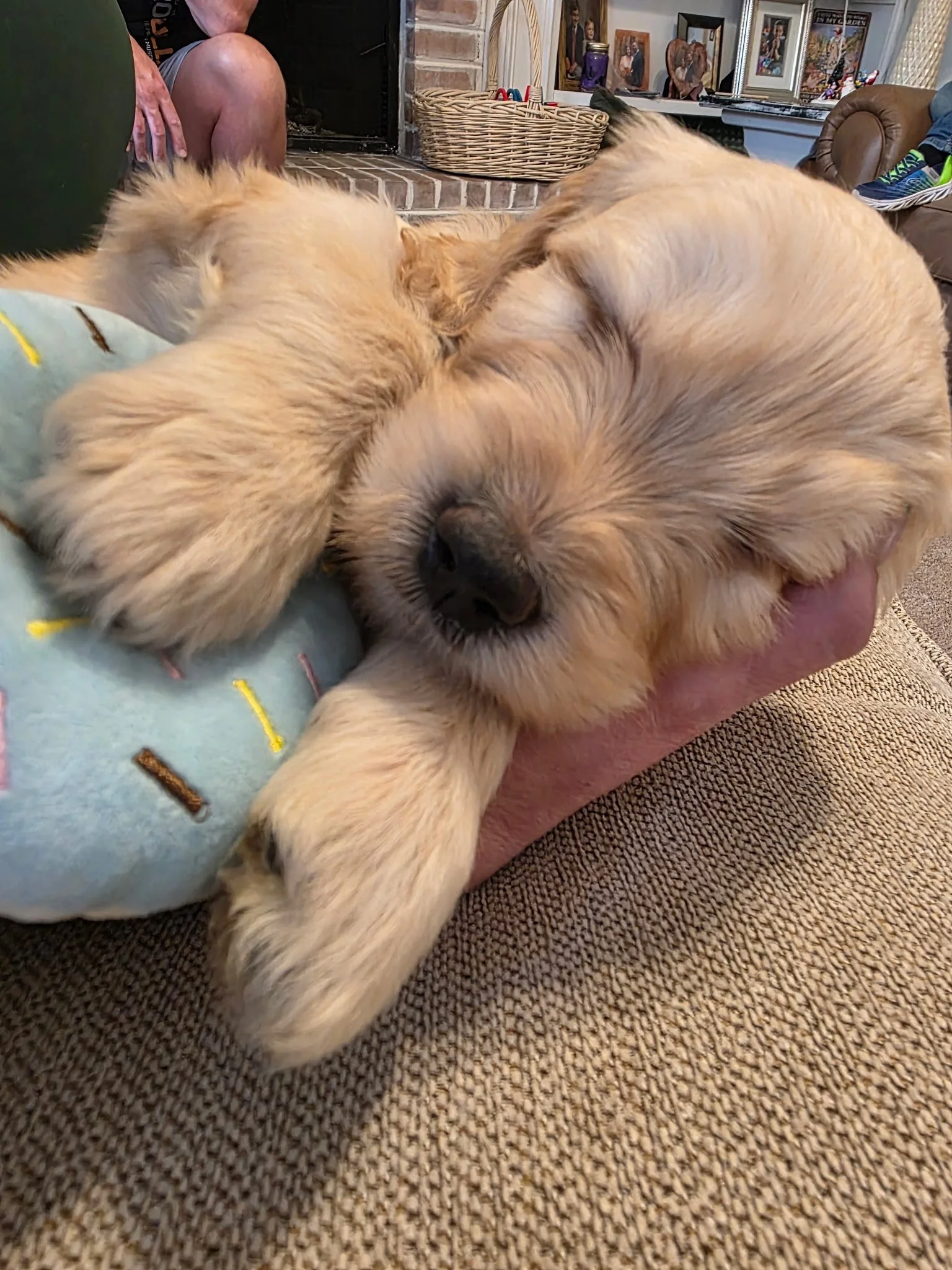 Two golden retriever puppies cuddle together, one resting its head on the other's paw, on a person's lap in a cozy living room.