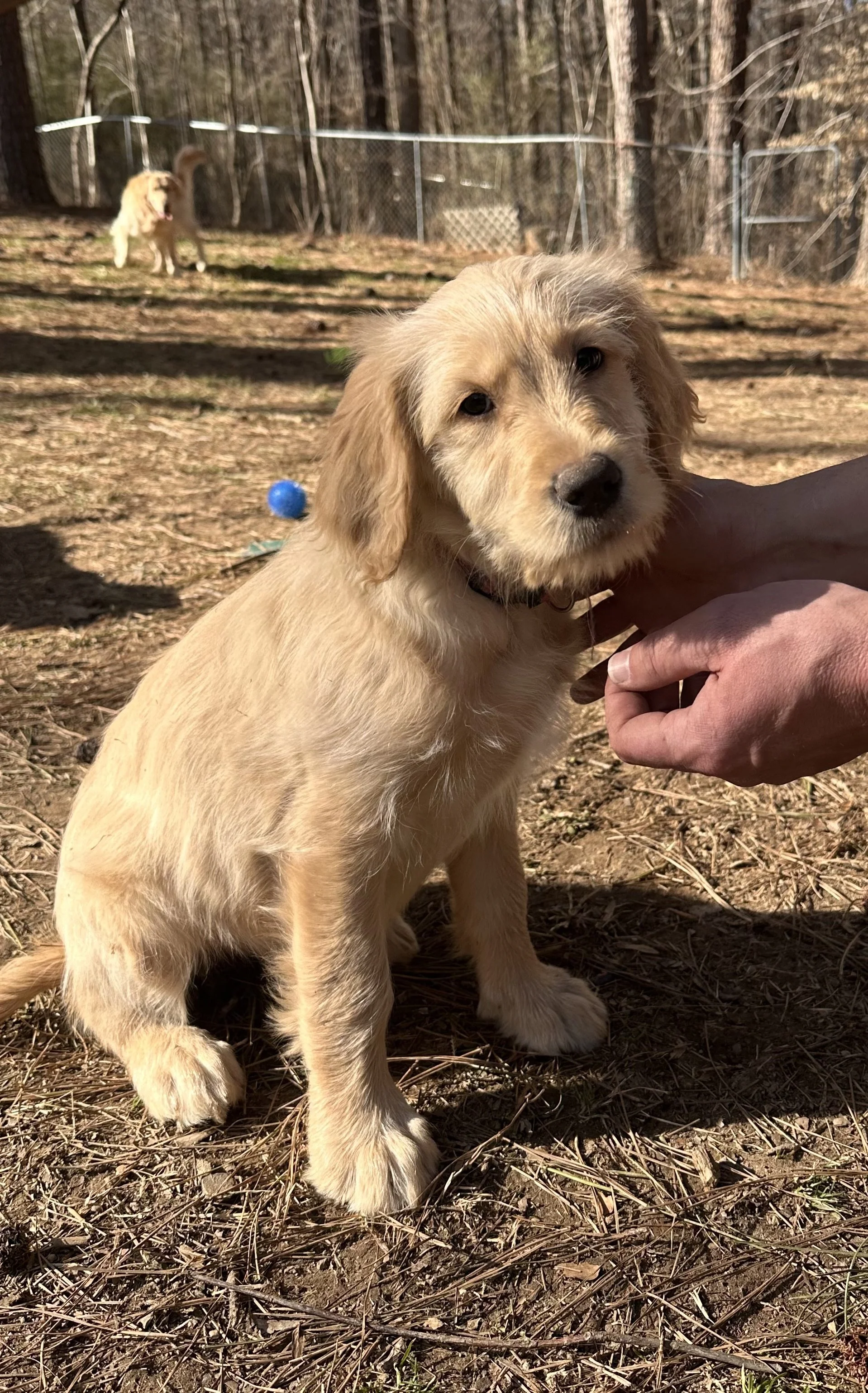 A person holding a light-colored puppy with floppy ears and a black nose outside in front of a brick house.
