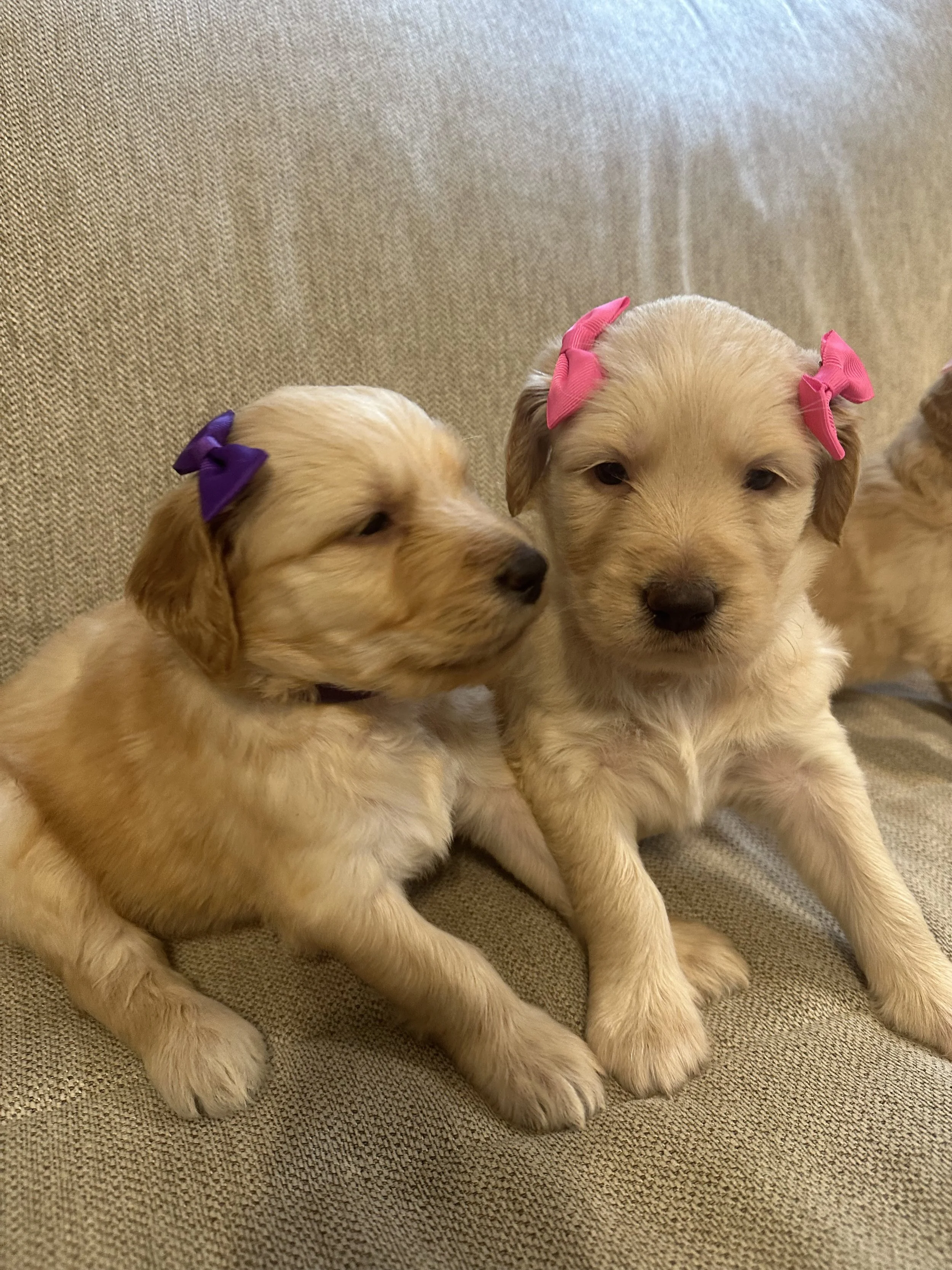 Two golden retriever puppies with bows, one with a purple bow and the other with pink bows, sitting on a beige couch.