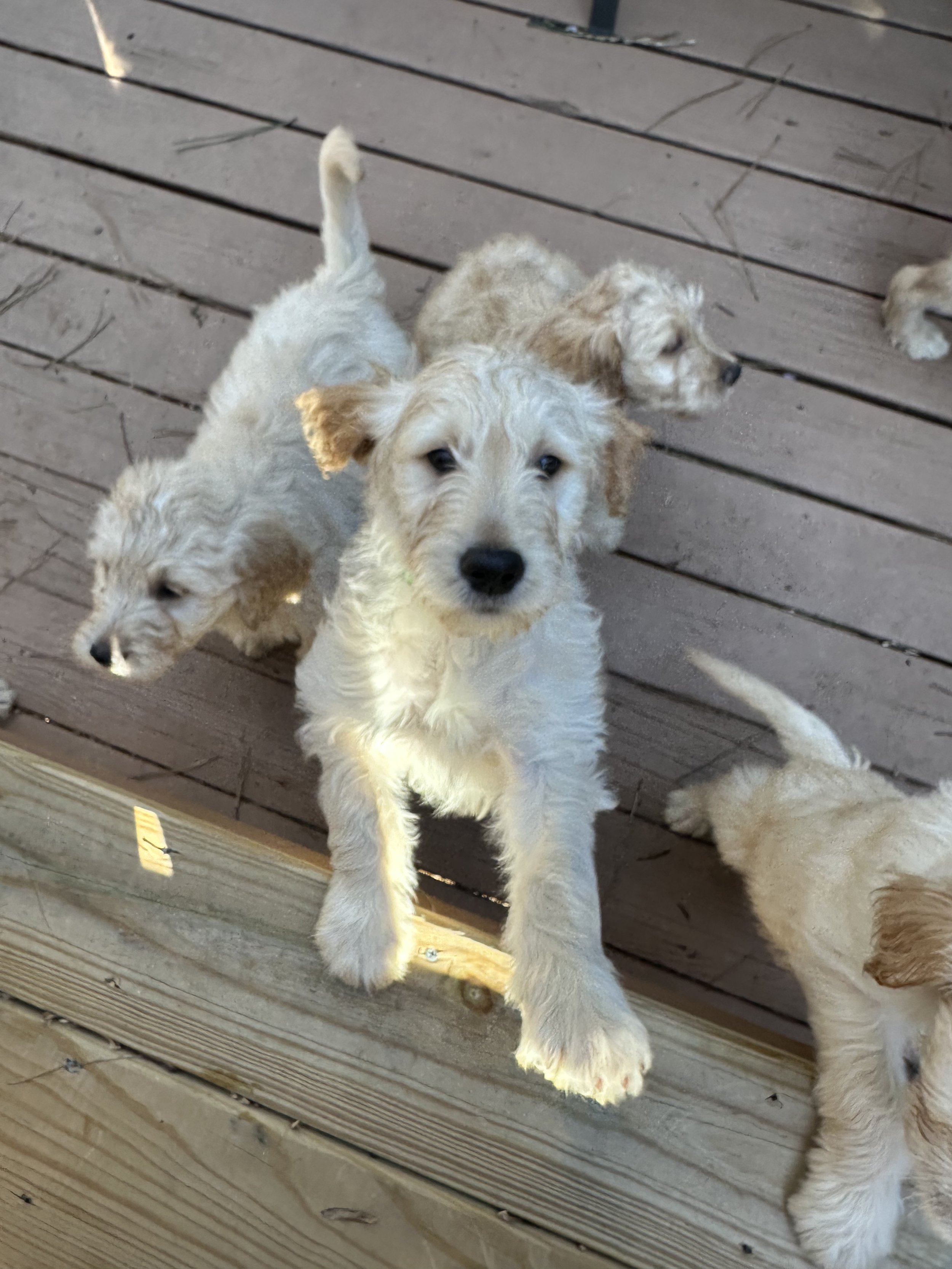 Four adorable beige puppies with curly fur gathered on a wooden porch, looking at the camera.