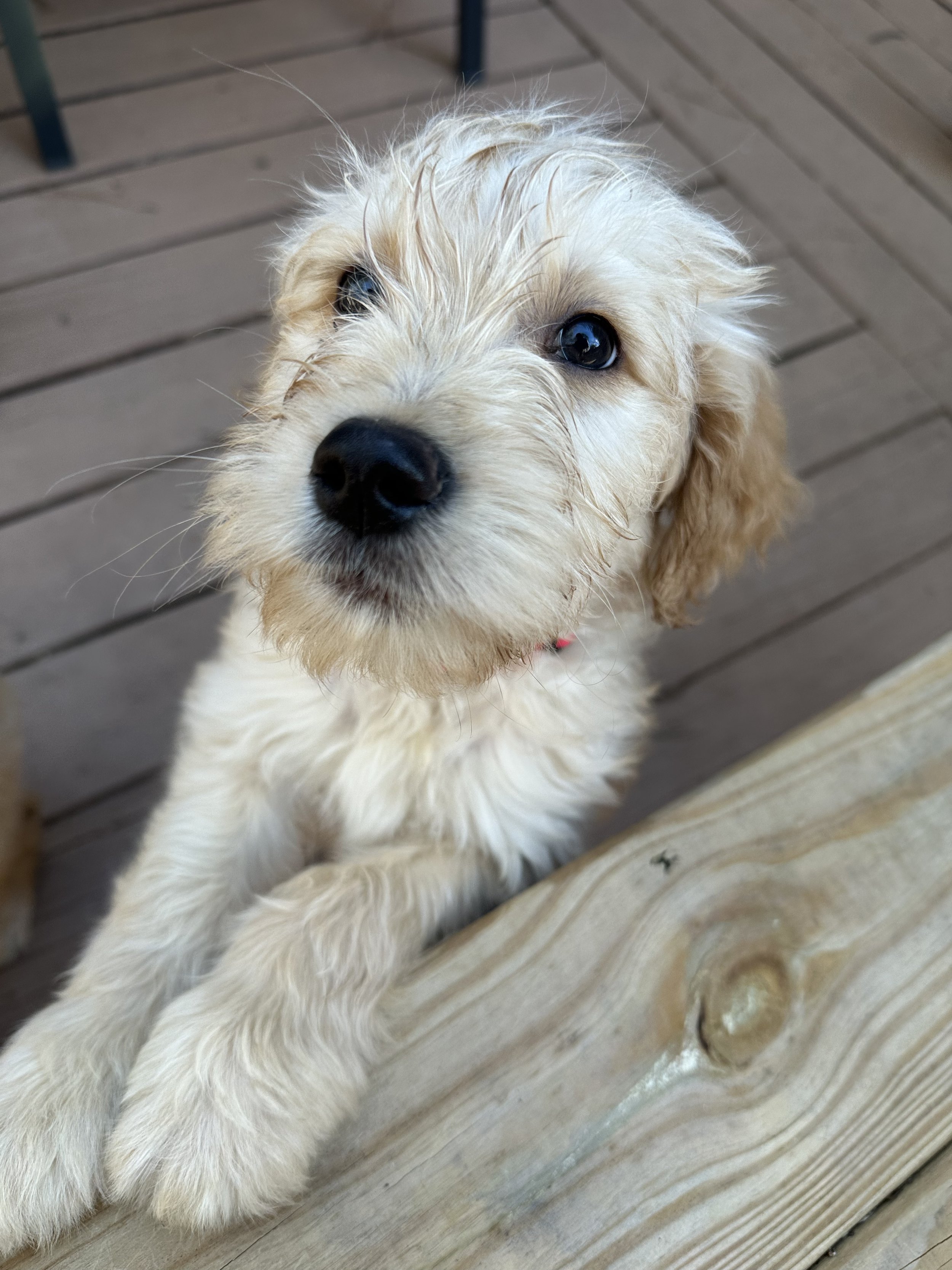 A cute, fluffy, cream-colored puppy with wet fur, looking up with big, dark eyes, standing on a wooden deck.