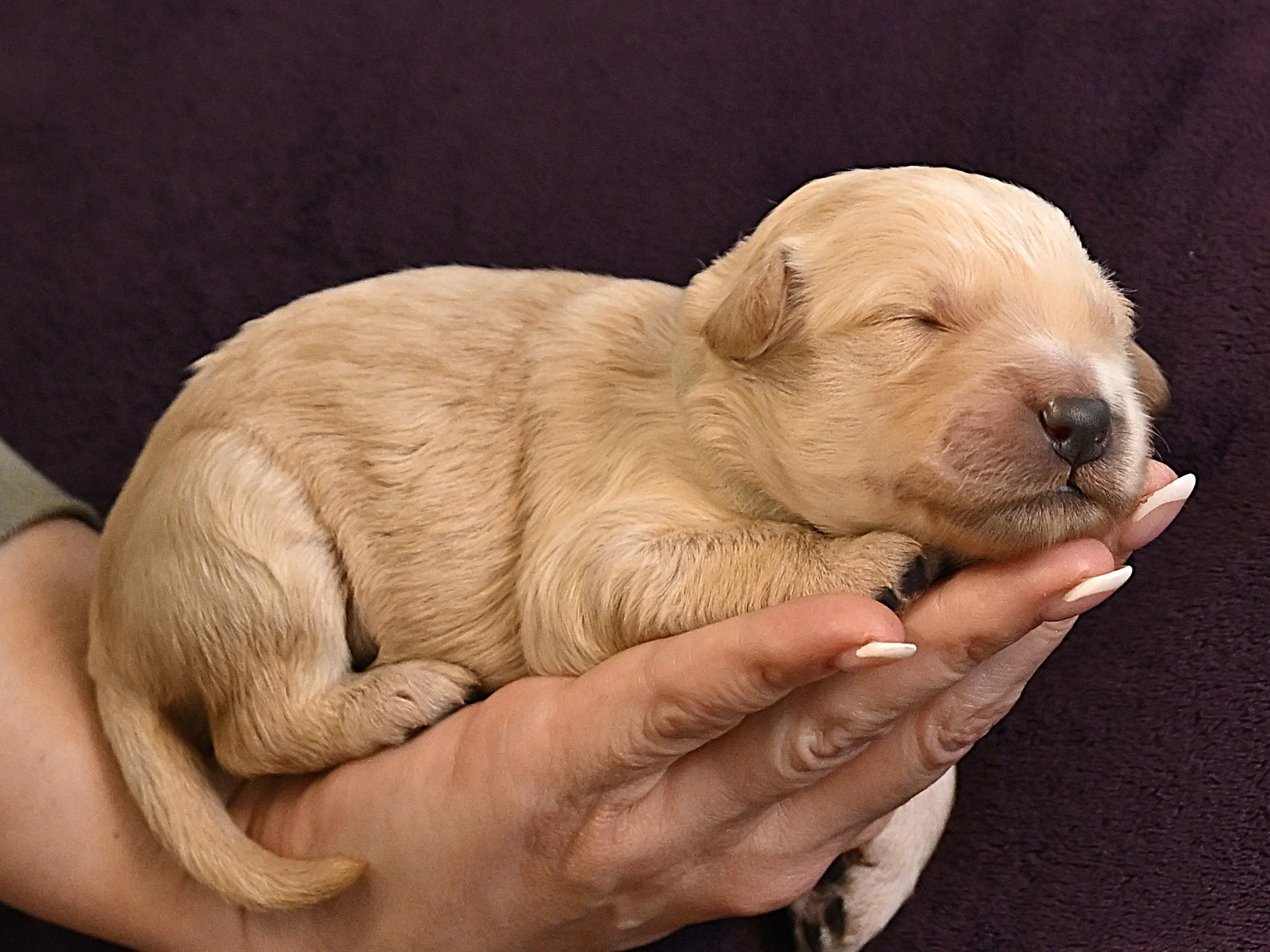 A tiny, cream-colored puppy with closed eyes sleeping peacefully in a person's hand against a dark background.