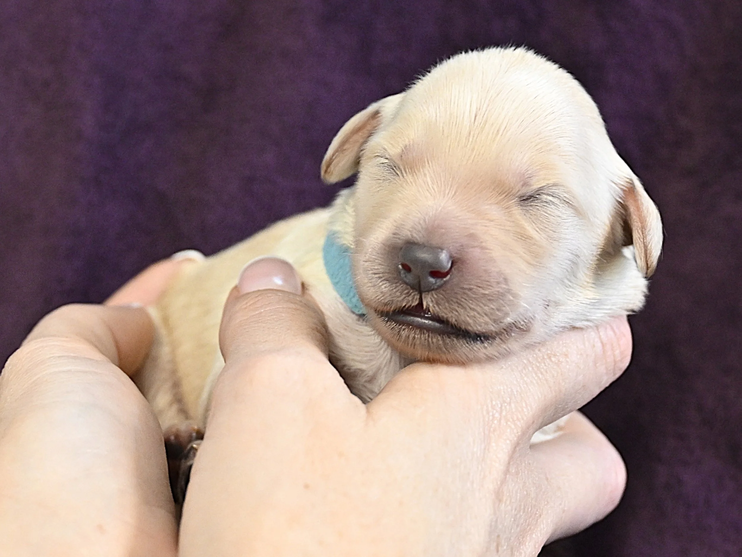 A person holding a tiny, light-colored puppy with closed eyes and a blue collar, resting on their hand, against a dark purple background.
