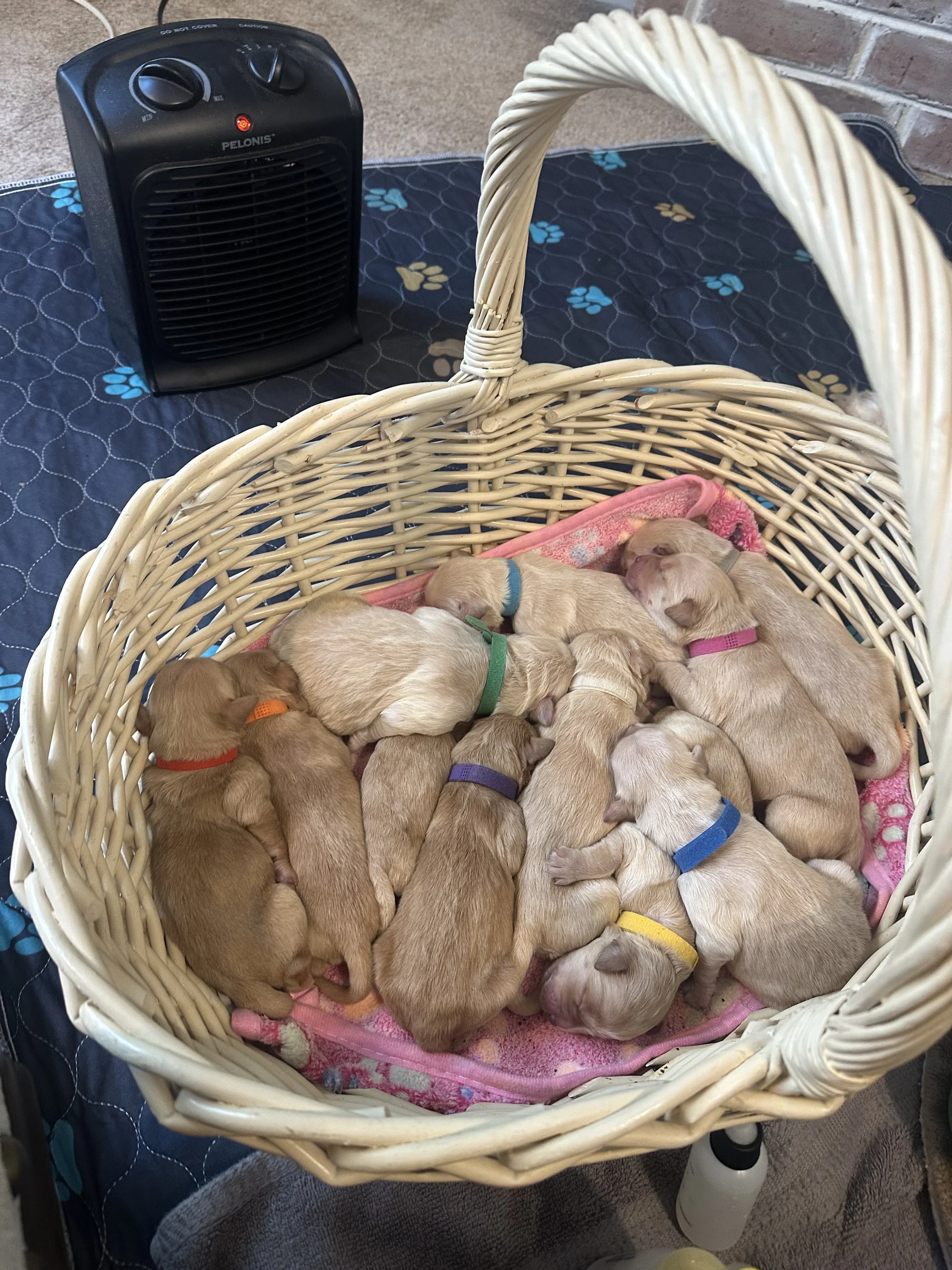 Ten puppies of various shades of tan and light brown laying in a wicker basket with a pink blanket, wearing colored collars, near a space heater.