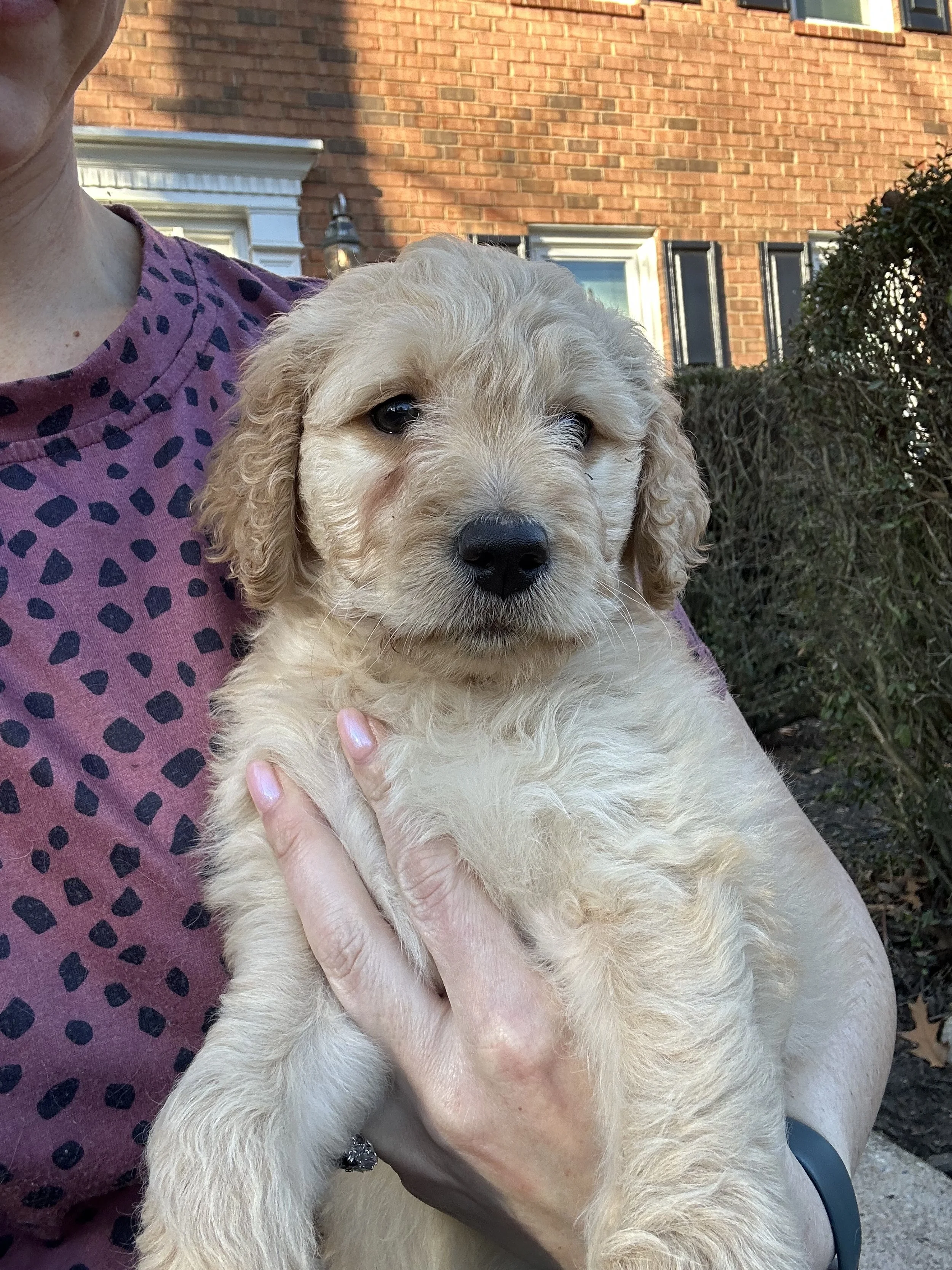 A person holding a cute, light-colored puppy with curly fur outdoors in front of a brick house, bushes, and windows.