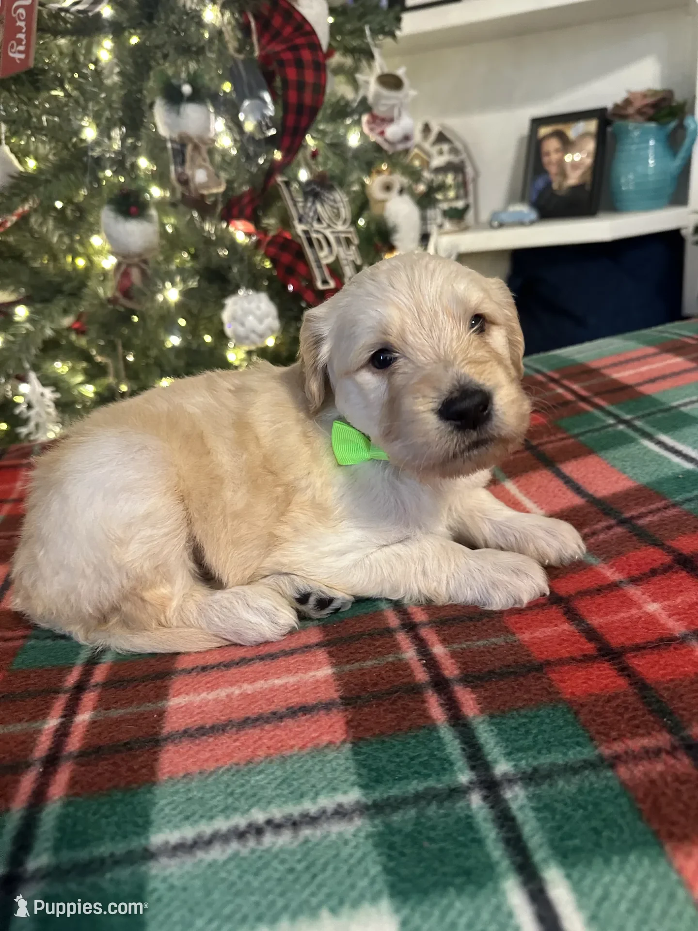 A adorable light-colored puppy with a green bowtie lying on a red and green plaid blanket in front of a decorated Christmas tree.