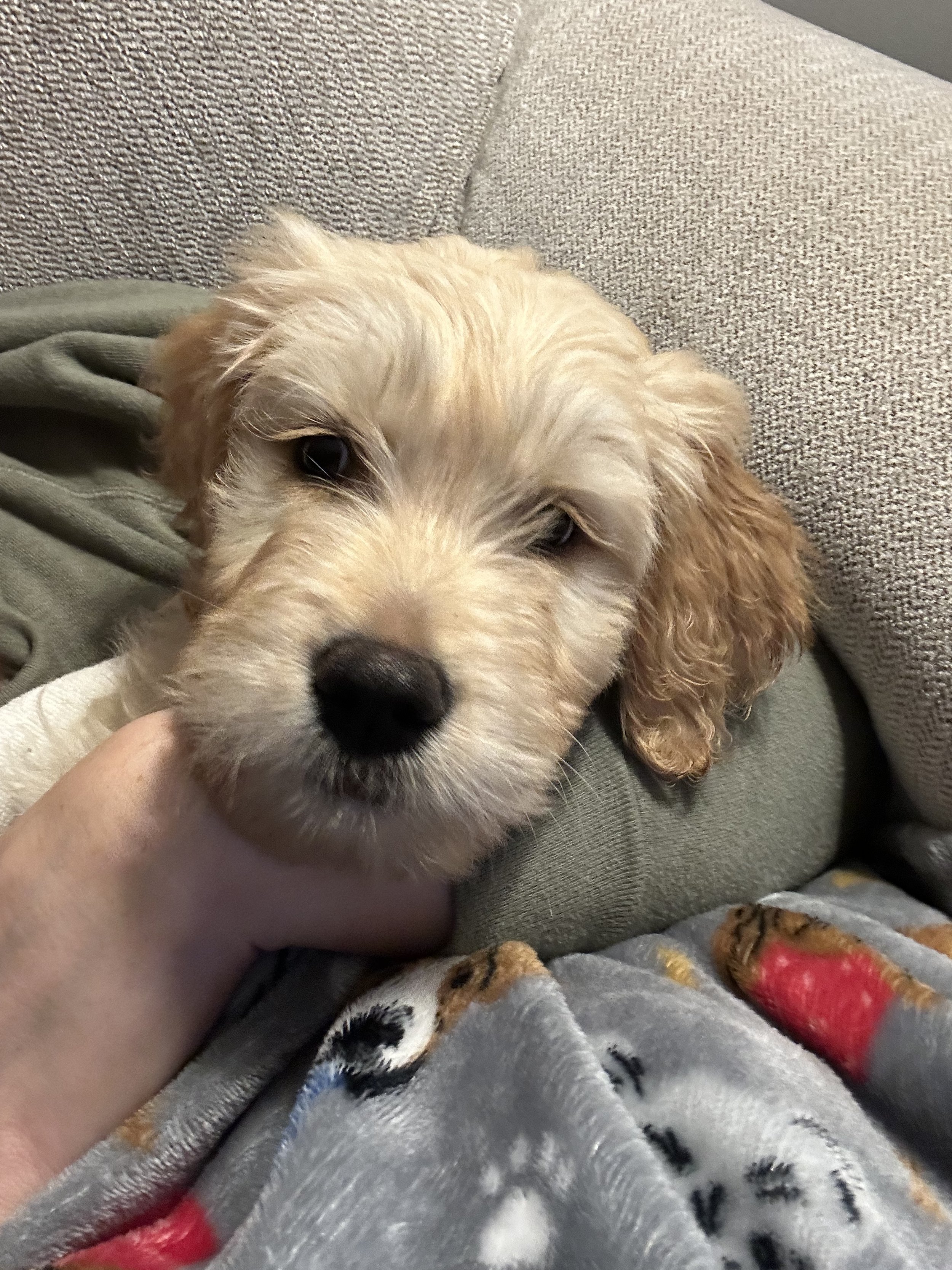 A close-up of a puppy with light-colored, curly fur resting its head on a person's hand, on a gray couch."