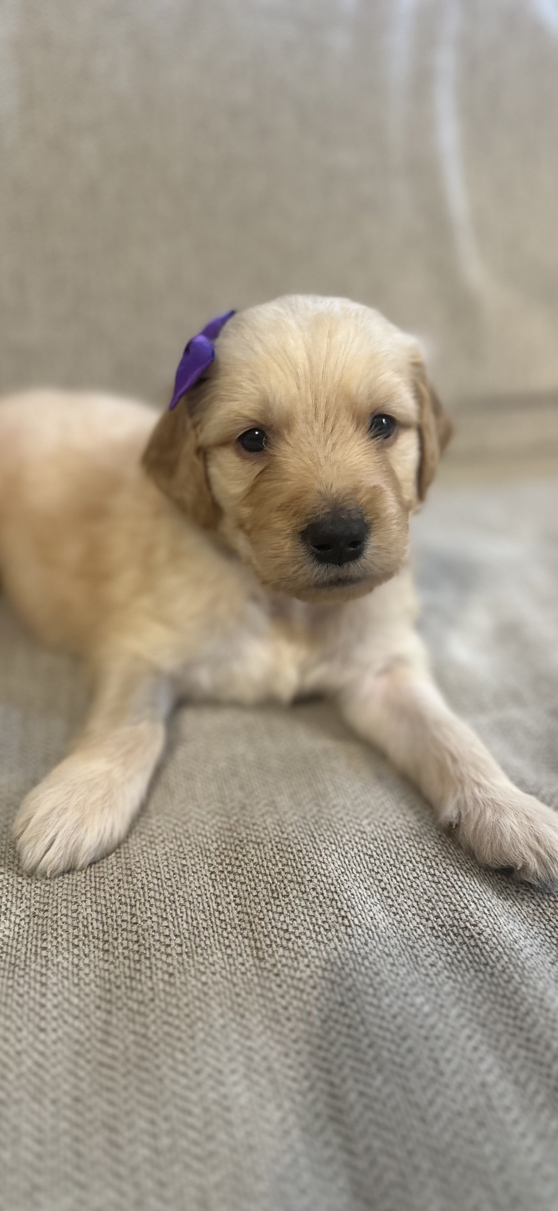 A adorable golden retriever puppy with a purple bow on its head, lying on a light-colored fabric surface.