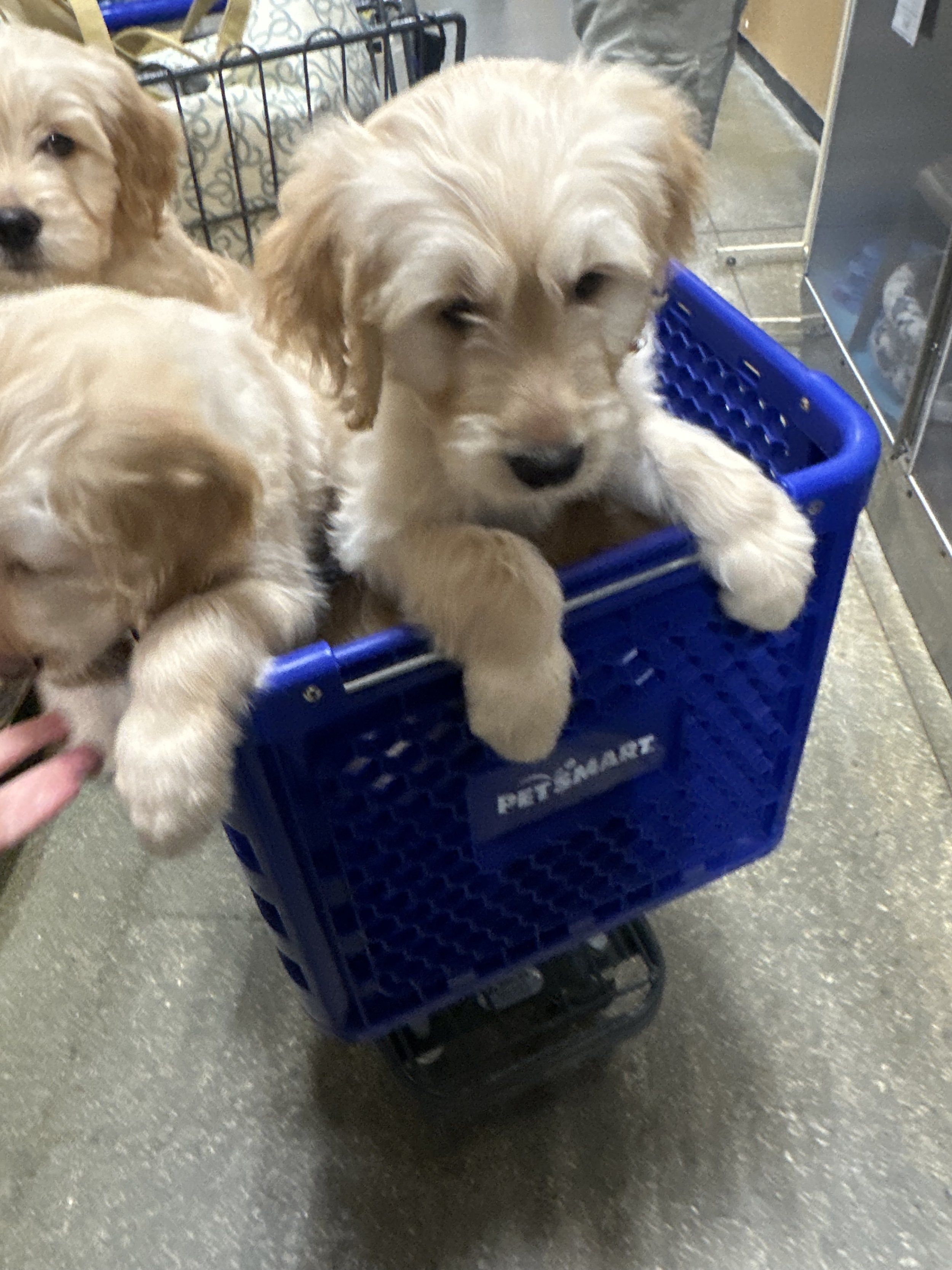 Four golden retriever puppies in a blue shopping basket at PETSMART store.
