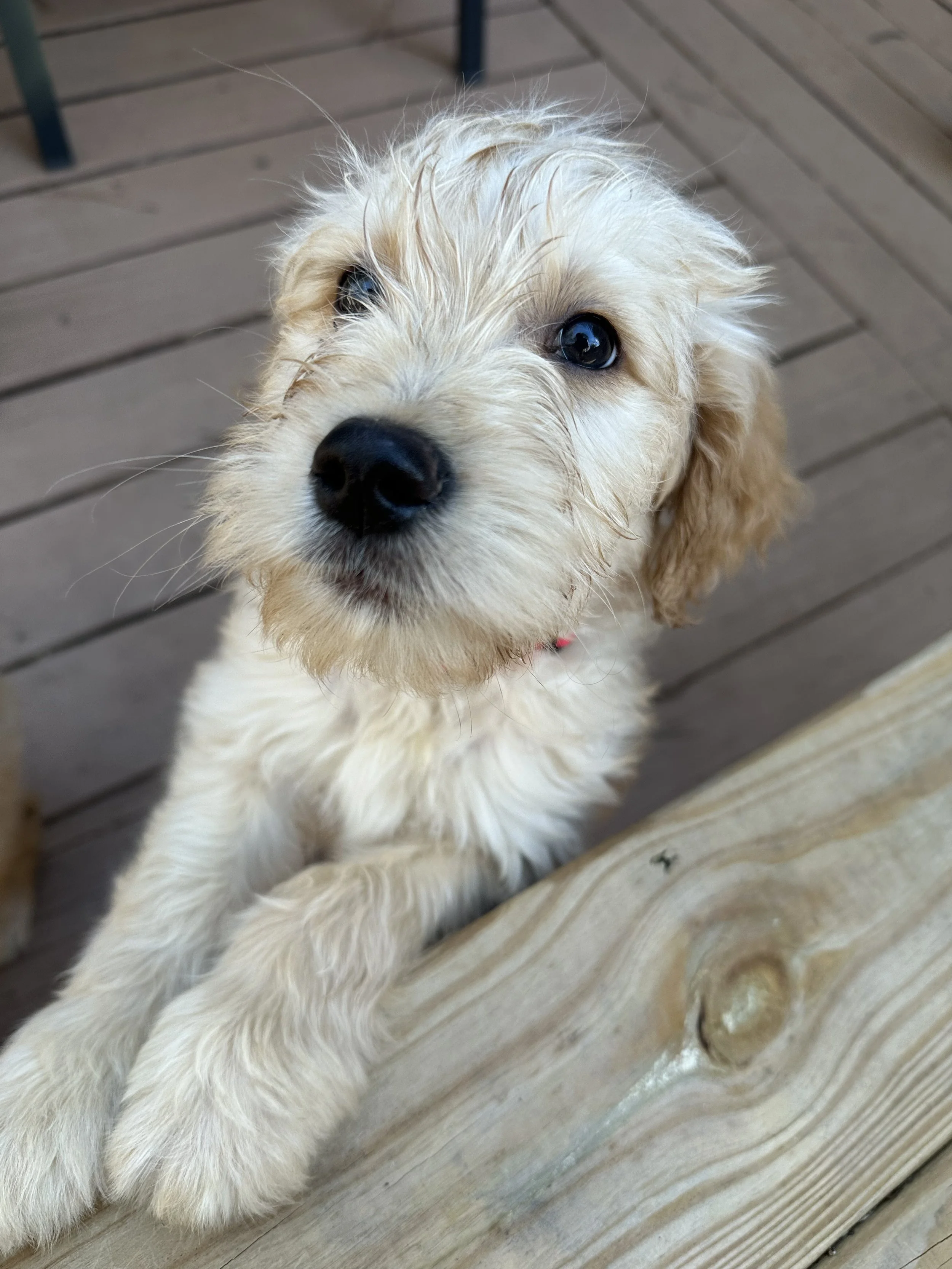 A cute puppy with fluffy cream-colored fur looking up at the camera, resting its paws on a wooden surface.