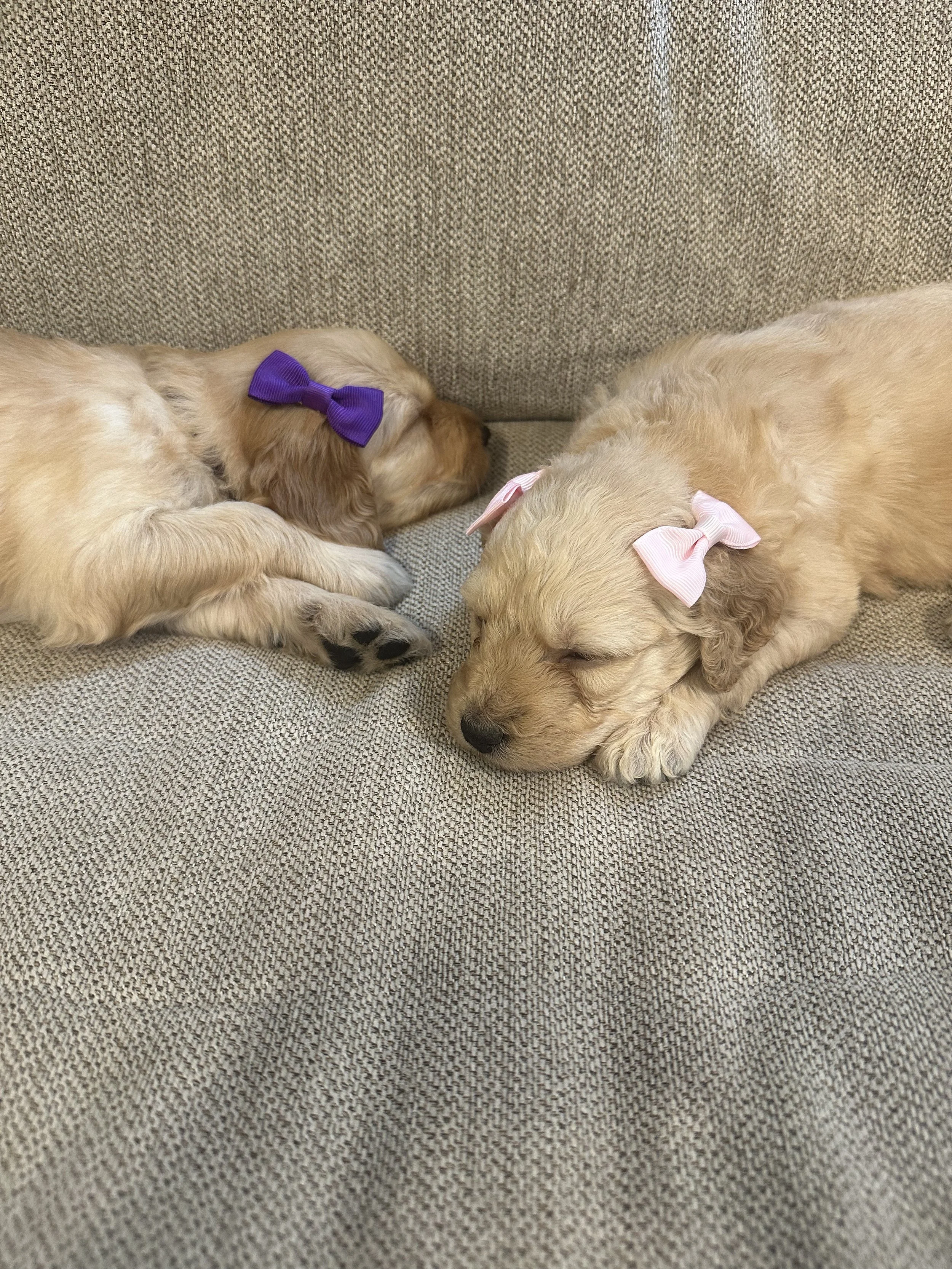 Two sleeping puppies, one with a purple bow and the other with a pink bow, lying on a gray fabric sofa.