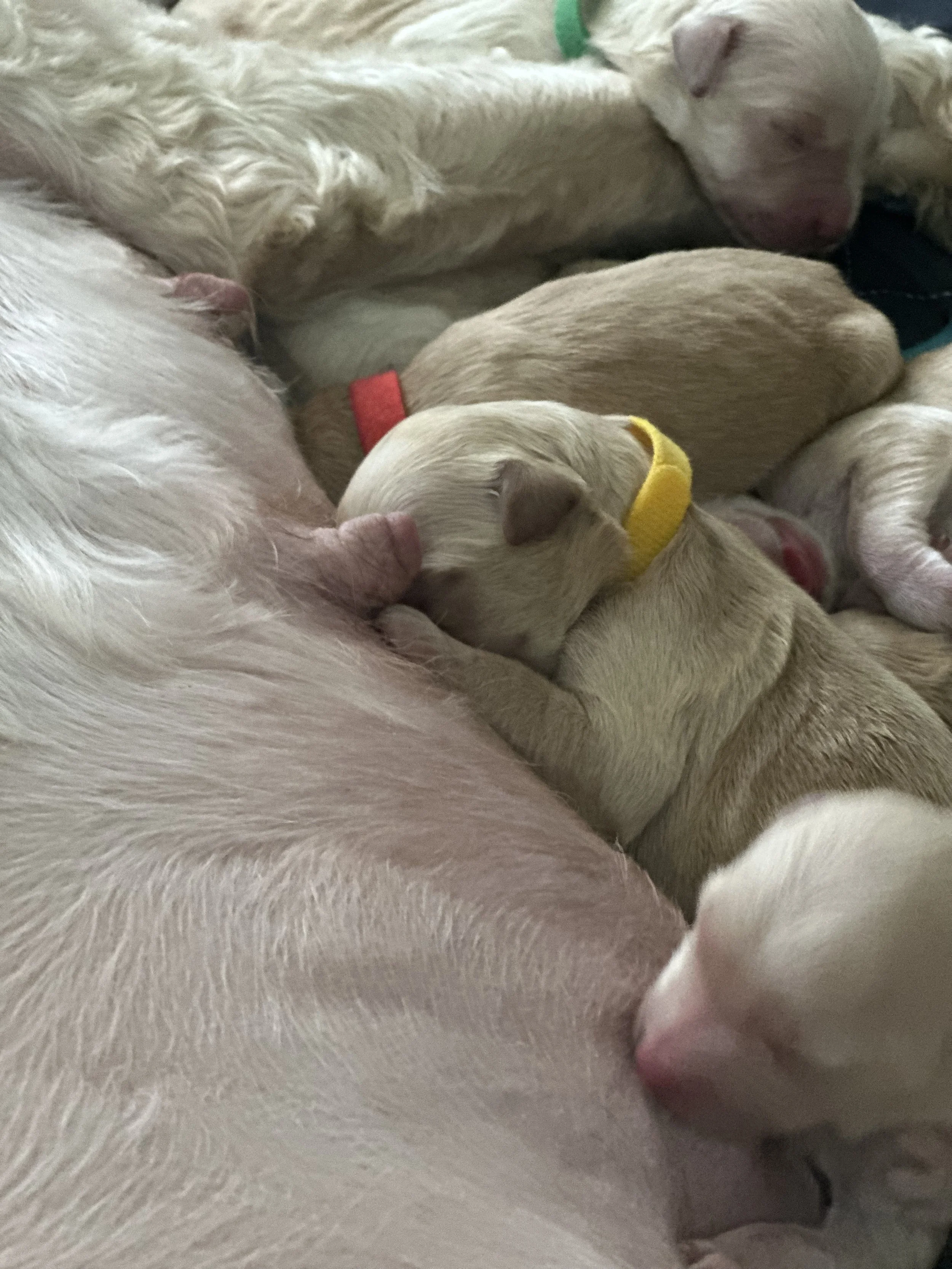 Group of newborn puppies nursing from their mother, some wearing colored collars.