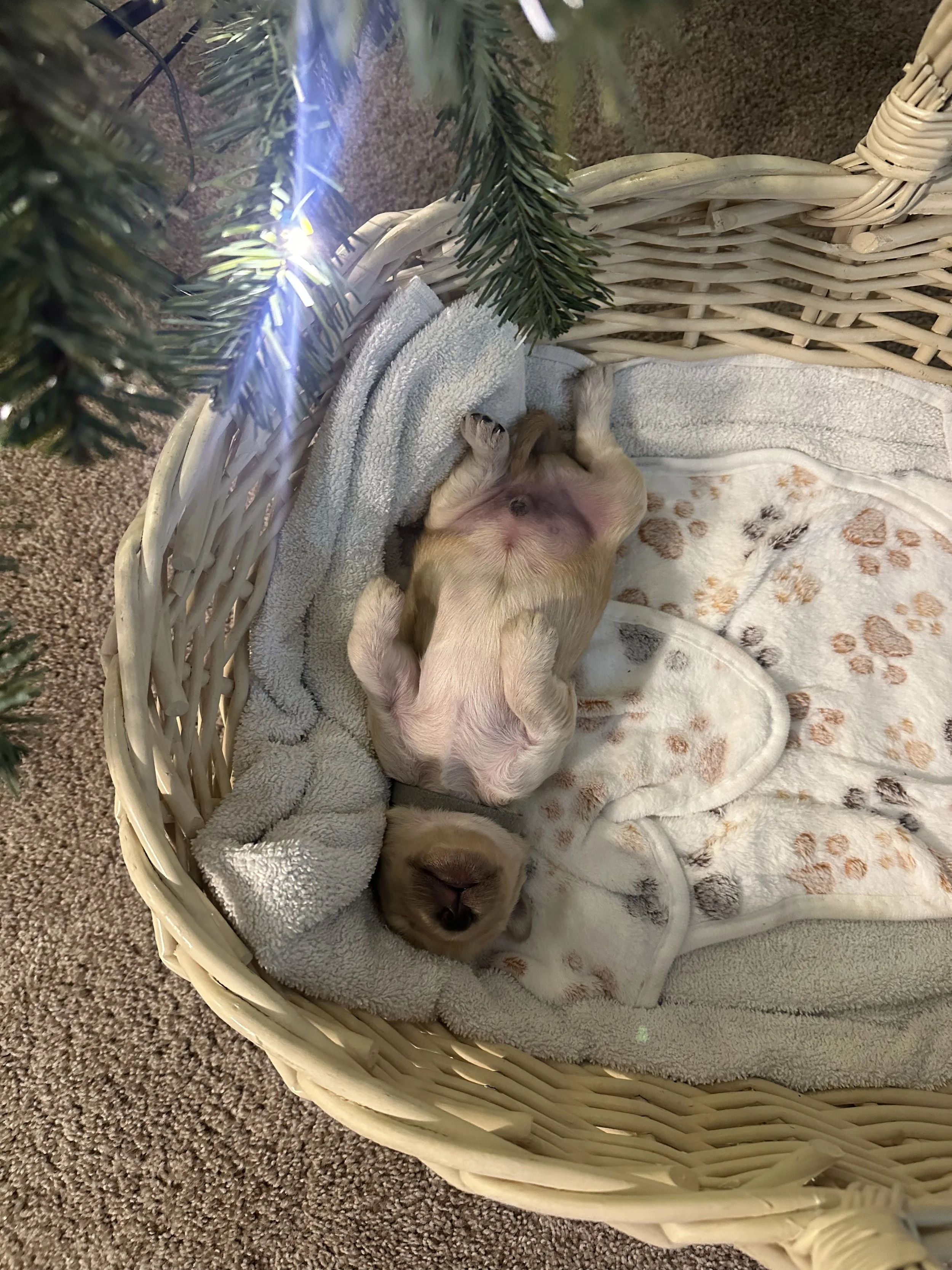 A small puppy sleeping on its back in a wicker basket under a decorated Christmas tree.