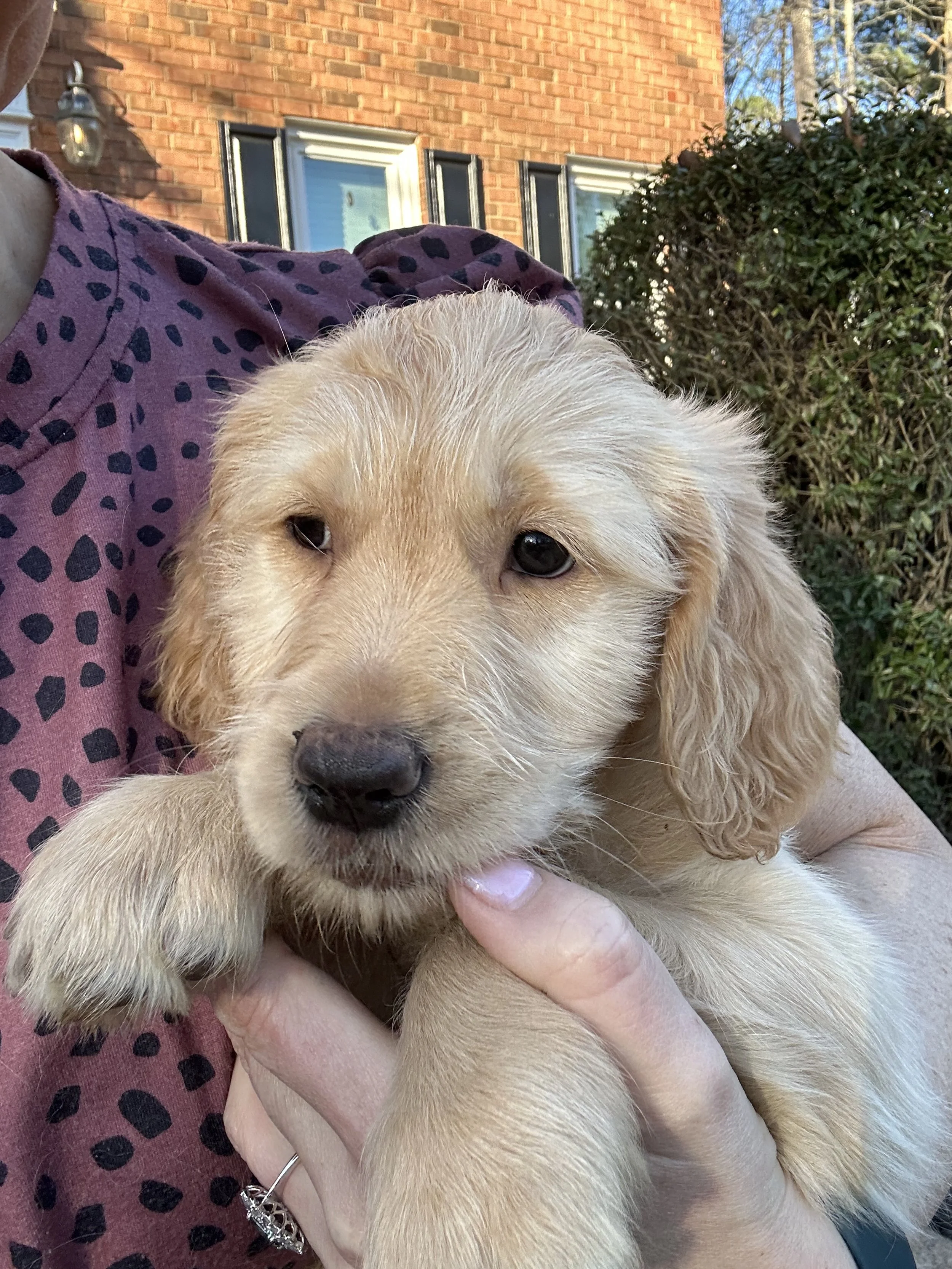 A golden retriever puppy being held outdoors, with a person wearing a purple shirt with black spots. The background shows a brick house and a shrub.